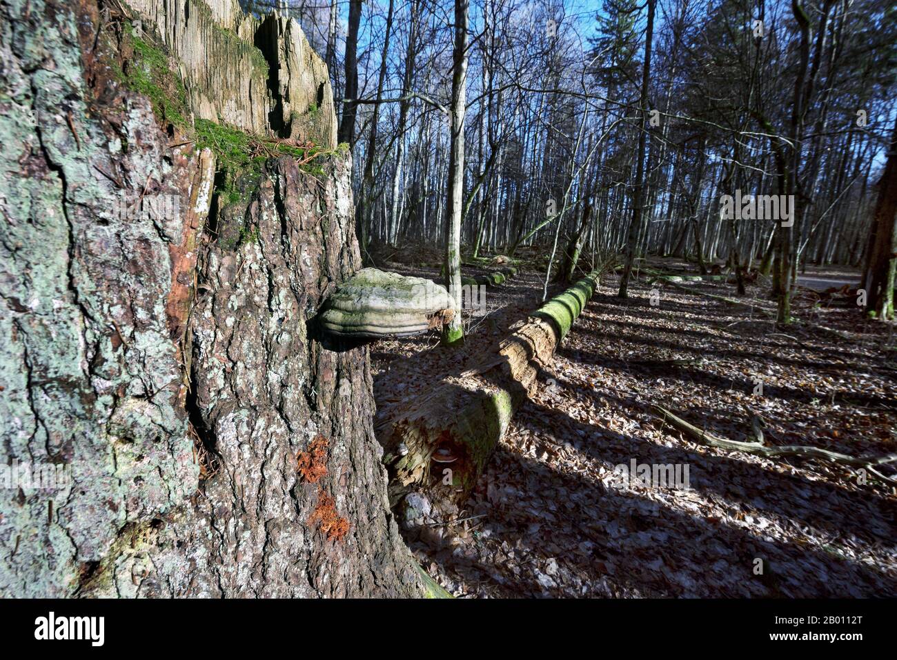 Primärwald, Bialowieza, Polen Stockfoto