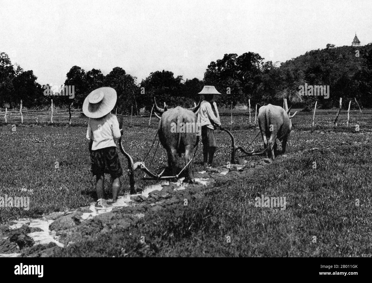 Thailand: Siamesische Bauern pflügen Ende des 19. Jahrhunderts ein Reisfeld mit Wasserbüffeln. Während der Regierungszeit von König Mongkut, König Rama IV. (1851-68) und König Chulalongkorn, Rama V. (1868-1910), waren die meisten Siamesen Reisbauern, die einfache Methoden und rudimentäre Werkzeuge zur Arbeit auf den Feldern verwendeten. Dennoch waren die Ernten aufgrund des Klimas und des fruchtbaren Bodens reichlich, und viele Bauern konnten drei Ernten pro Jahr produzieren. Vor der Modernisierungsmaßnahme der Könige mussten Siams Bauern ein Viertel ihrer Reisernten dem König als Steuer geben. Stockfoto