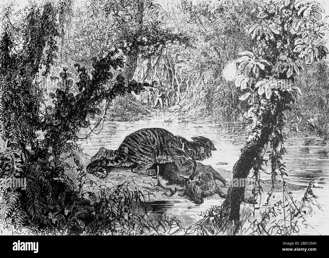 Kambodscha: Eine Skizze eines Hirsches, der von einem Tiger im Dschungel nördlich von Siem Reap getötet wurde. Illustration von Alphonse-Marie-Adolphe de Neuville (1836-1885), 1867. Diese Zeichnung von A. de Neuville basiert auf einem Original von Louis Delaporte, das während des zweijährigen Vorhabens der französischen Mekong Exploration Commission (1866-68) in den Dschungel von Indochina skizziert wurde. Der Hirsch wurde vor ihren Augen vom Tiger getötet. Die französischen Kolonialisten schossen ein paar Schüsse ab und trieben das Tier weg, schnitten dann die Hinterhand des Hirsches ab und trugen es nach Siem Reap, wo das Fleisch gesalzen wurde. Stockfoto