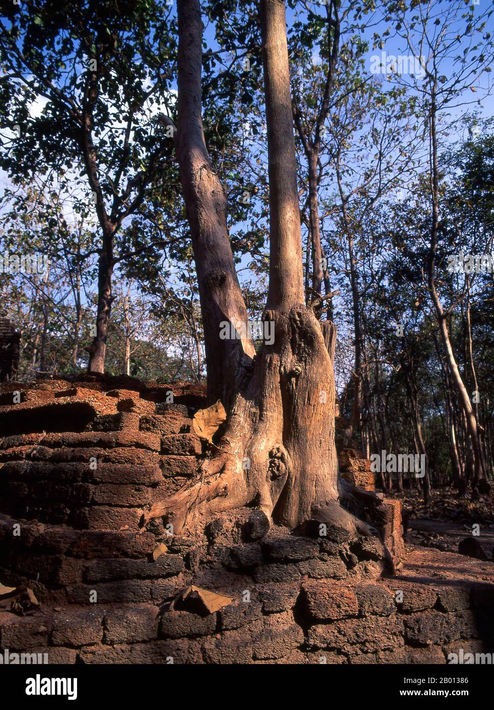 Thailand: Tempelruinen im Kamphaeng Phet Historical Park. Der Kamphaeng Phet Historical Park im Zentrum Thailands war einst Teil des Sukhothai-Königreichs, das im 13. Und 14. Jahrhundert n. Chr. blühte. Das Königreich Sukhothai war das erste der thailändischen Königreiche. Stockfoto