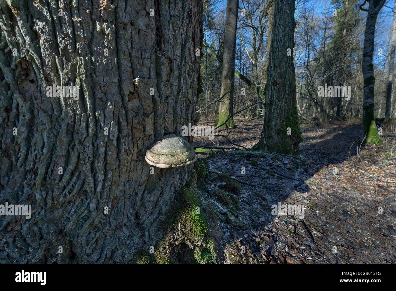 Primärwald, Bialowieza, Polen Stockfoto