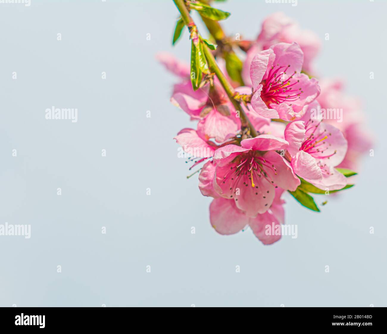 Rosafarbene Blumen auf grünem Hintergrund. Frühlingsblumen Hintergrund mit rosafarbenen Blumen. Nahaufnahme des künstlerischen Effekts. Stockfoto