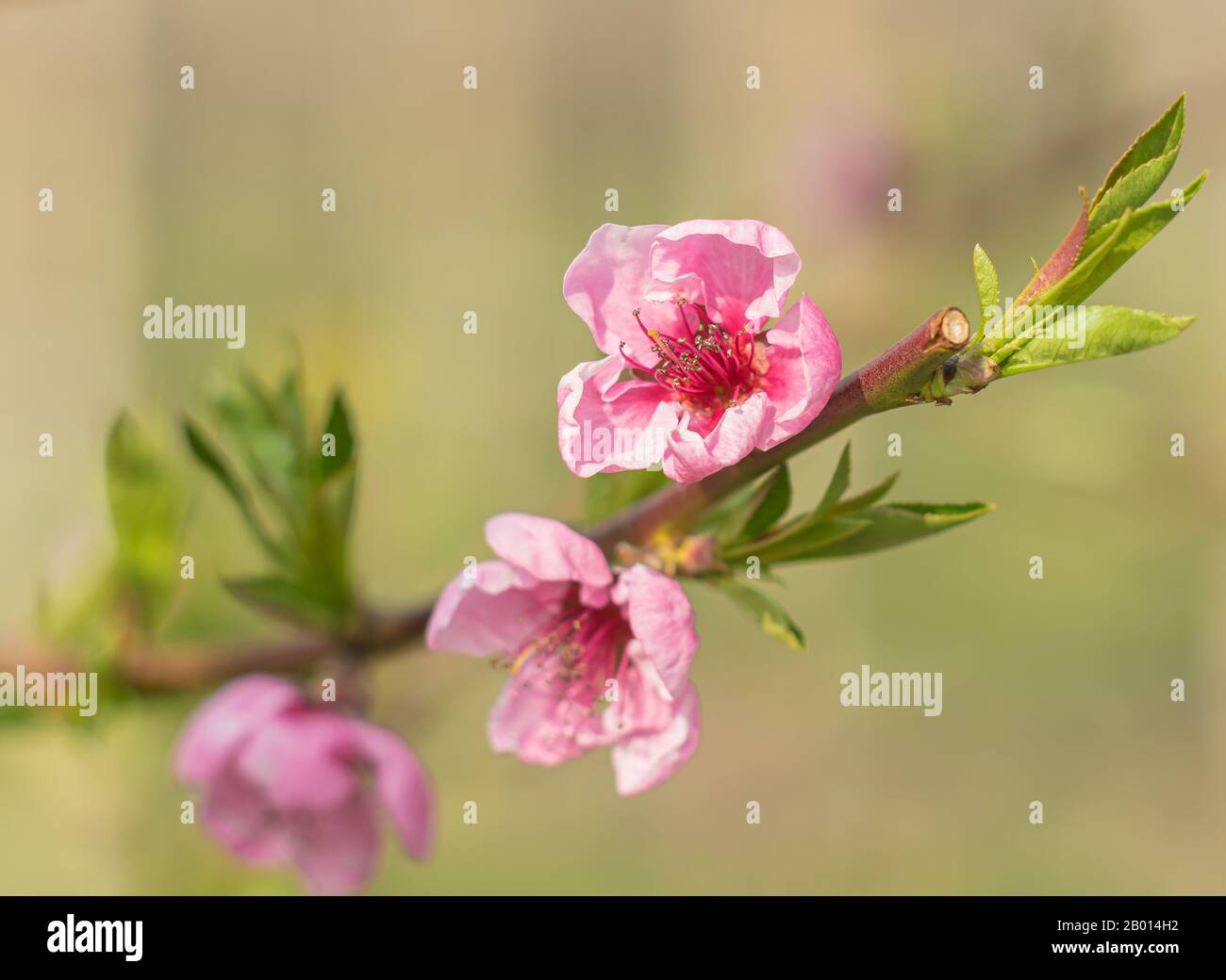 Rosafarbene Blumen auf grünem Hintergrund. Frühlingsblumen Hintergrund mit rosafarbenen Blumen. Nahaufnahme des künstlerischen Effekts. Stockfoto