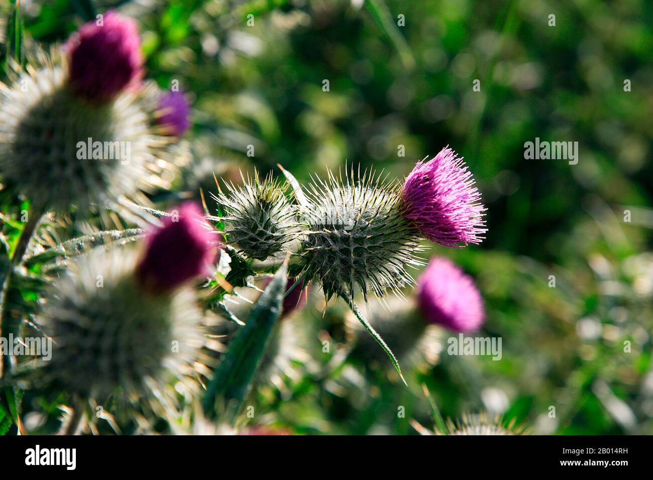 Nahaufnahme der traditionellen schottischen Wildblume, der Distel mit ihrem markanten lila Kopf, an einem sonnigen Sommertag Stockfoto