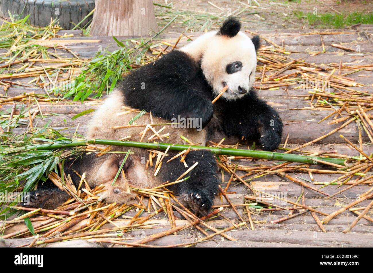 China: Riesige Pandas, Forschungsbasis Für Die Züchtung Des Großen Pandas, Chengdu, Provinz Sichuan. Der riesige Panda, oder Panda (Ailuropoda melanoleuca, wörtlich übersetzt „schwarzer und weißer Katzenfuß“), ist ein Bär, der im zentralen Westen und Südwesten Chinas beheimatet ist. Sie ist leicht an ihren großen, markanten schwarzen Flecken rund um die Augen, über den Ohren und über ihrem runden Körper zu erkennen. Obwohl es zur Ordnung Carnivora gehört, besteht die Panda-Diät zu 99 % aus Bambus. Stockfoto