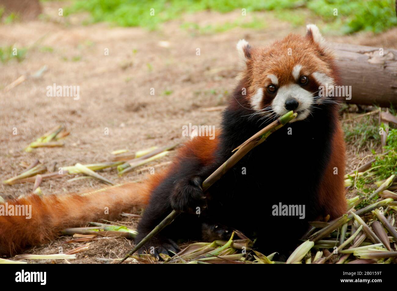 China: Roter Panda oder kleiner Panda, Forschungsbasis zur Züchtung des Großen Pandas, Chengdu, Provinz Sichuan. Der rote Panda (Ailurus fulgens, oder glänzende Katze) ist ein kleines arborealer Säugetier, der im östlichen Himalaya und im Südwesten Chinas beheimatet ist. Es ist die einzige Art der Gattung Ailurus. Sie ist etwas größer als eine Hauskatze und hat ein rötlich-braunes Fell, einen langen, zotteligen Schwanz und eine watschelnde Gangart aufgrund ihrer kürzeren Vorderbeine. Er ernährt sich hauptsächlich von Bambus, ist aber allesfressend und kann auch Eier, Vögel, Insekten und kleine Säugetiere fressen. Es ist ein einsames Tier, das hauptsächlich von der Dämmerung bis zur Dämmerung aktiv ist. Stockfoto