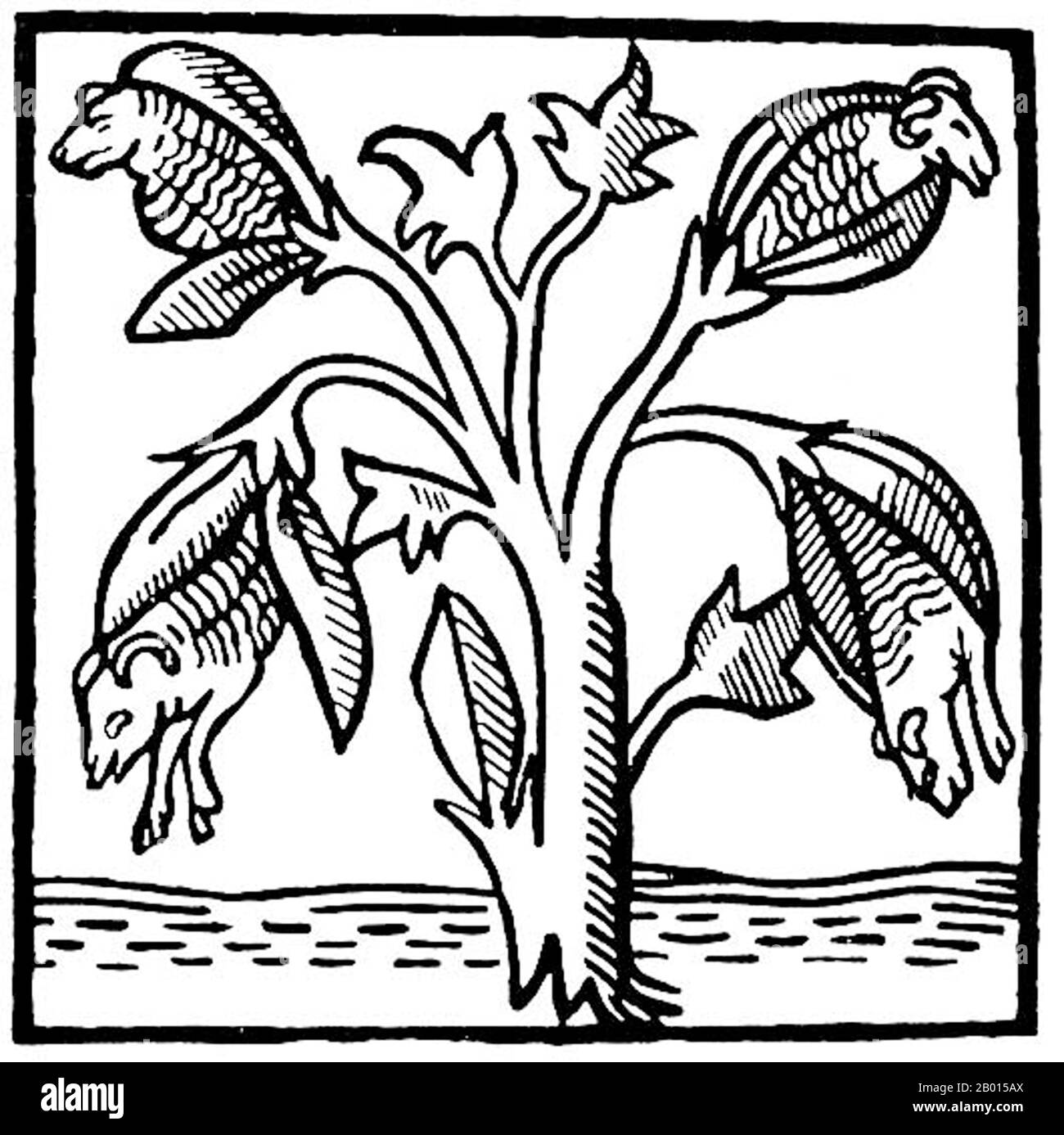 Indien: Die "Baumwollpflanze", wie sie von John Mandeville (ca.1371) vorgestellt wurde. Baumwollpflanze, wie sie von John Mandeville vorgestellt und gezeichnet wurde; 'dort wuchs [Indien] ein wunderbarer Baum, der kleine Lämmer an den Enden seiner Zweige trug. Diese Zweige waren so biegsam, dass sie sich niederbeugten, um den Lämmern zu erlauben, sich zu ernähren, wenn sie hungrig sind. Stockfoto