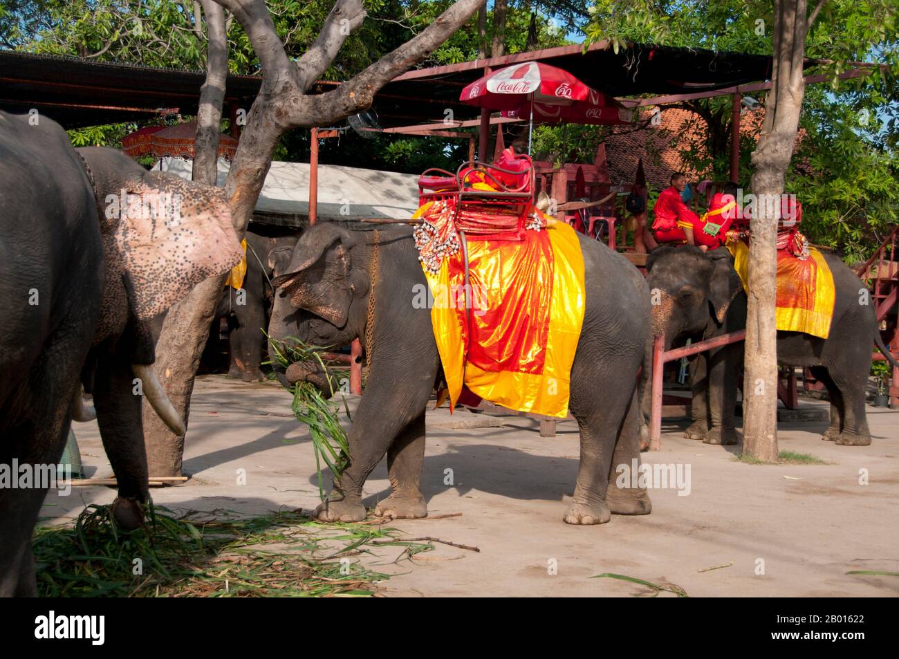 Thailand: Elefanten im Ayutthaya Historical Park. Der asiatische oder asiatische Elefant (Elephas maximus) ist die einzige lebende Art der Gattung Elephas und ist auf dem Subkontinent und Südostasien von Indien im Westen bis Borneo im Osten verbreitet. Asiatische Elefanten sind das größte lebende Landtier in Asien. In Thailand leben rund 2,600 Elefanten, die meisten davon sind domestiziert. Ayutthaya (Ayudhya) war ein siamesisches Königreich, das von 1351 bis 1767 existierte. Ayutthaya war gegenüber ausländischen Händlern freundlich. Stockfoto