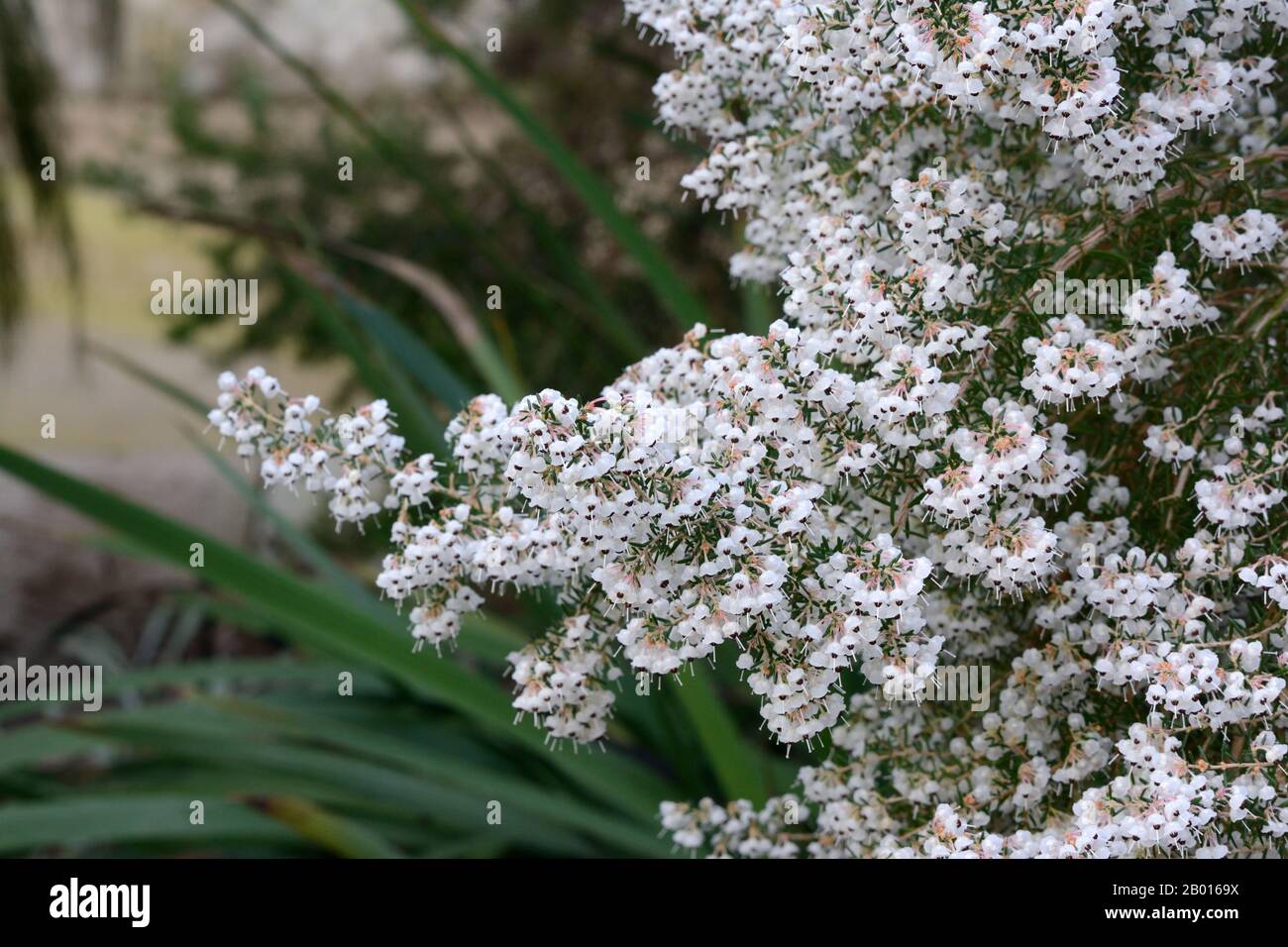 Erica Canaliculata Kanalisierte Heide heizt große Sprays aus weißen glockenförmigen Blumen Stockfoto