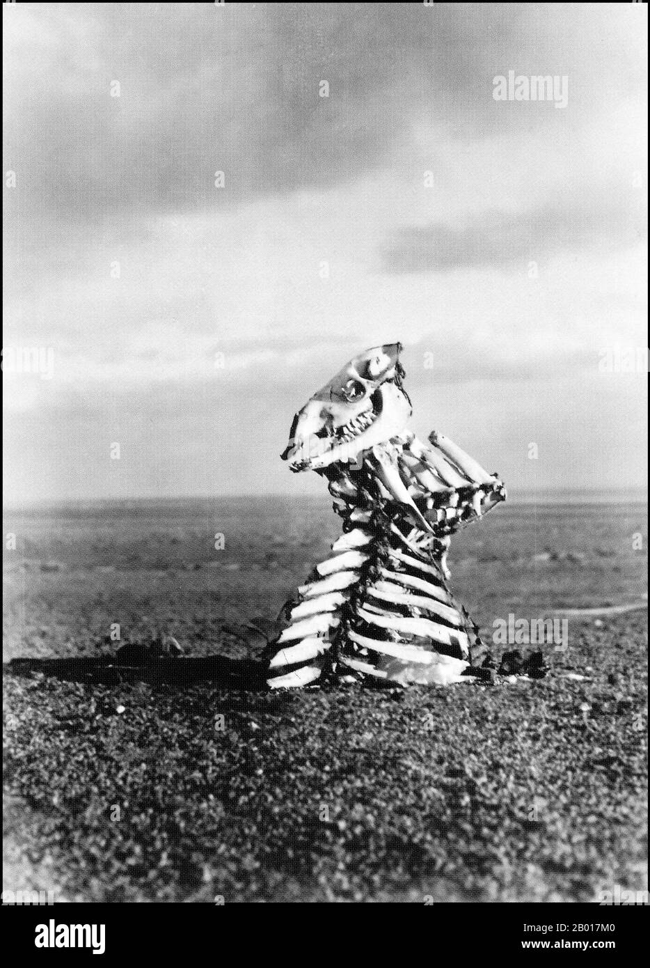 China: Ein makabres Richtungszeichen in den Abfällen der Schwarzen Gobi, fotografiert von Sven Hedin (19. Februar 1865 - 26. November 1952), 1934. Sandverlagerungen, Sandstürme, extreme Hitze, bittere Kälte, fast völliger Wassermangel und immense Entfernungen trugen zum Tod der Packtiere der Seidenstraße (und manchmal auch ihrer Meister) während der endlosen Überquerungen bei. Es war üblich, Knochen oder Teile von Tierskeletten zu verwenden, um anderen Reisenden den Weg zu weisen oder Gefahren anzuzeigen. Stockfoto