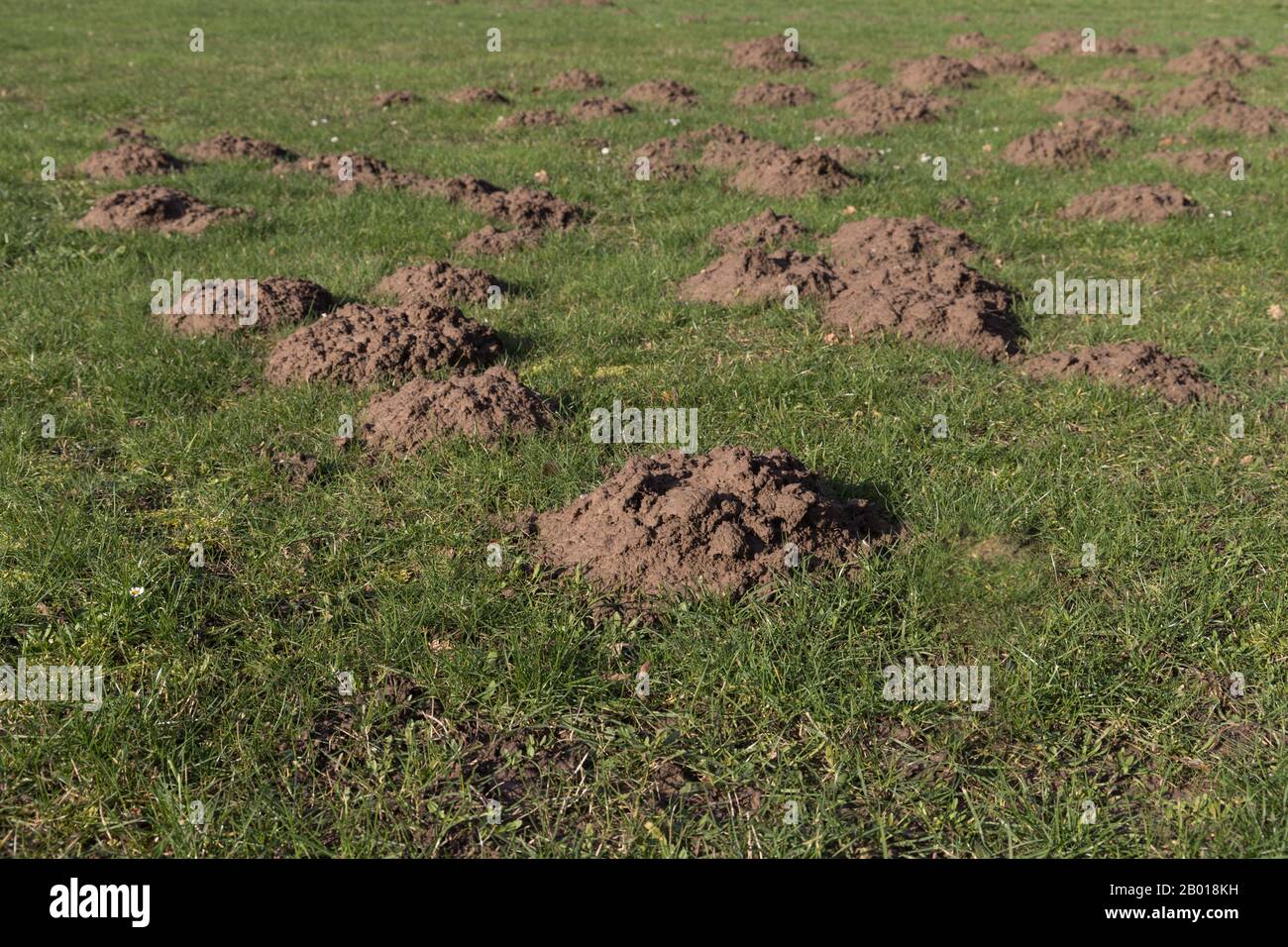 Nahaufnahme einiger Molehügel auf einer Wiese Stockfoto