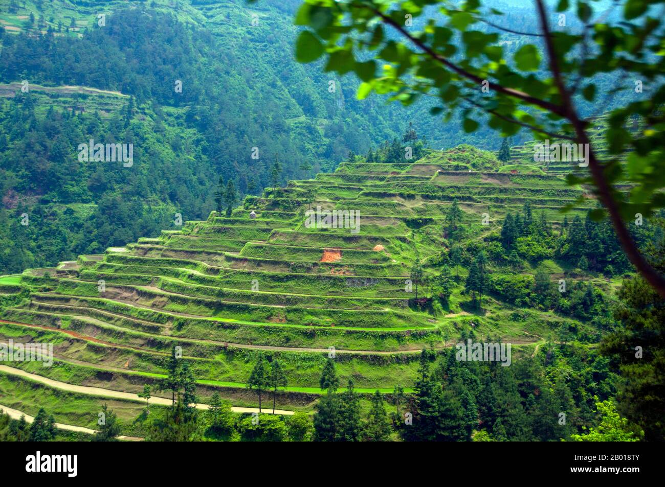 China: Reisfelder südöstlich von Kaili, Provinz Guizhou. Die Miao sind eine sprachlich und kulturell verwandte Gruppe von Menschen, die von der Regierung der Volksrepublik China als eine der 55 offiziellen Minderheitengruppen anerkannt wird. Miao ist ein chinesischer Begriff und spiegelt nicht die Selbstbezeichnungen der Teilgruppen wider, zu denen (mit einigen Schreibvarianten) Hmong, Hmu, A Hmao und Kho (Qho) Xiong gehören. Die Miao leben hauptsächlich in Südchina, in den Provinzen Guizhou, Hunan, Yunnan, Sichuan, Guangxi, Hainan, Guangdong und Hubei. Stockfoto