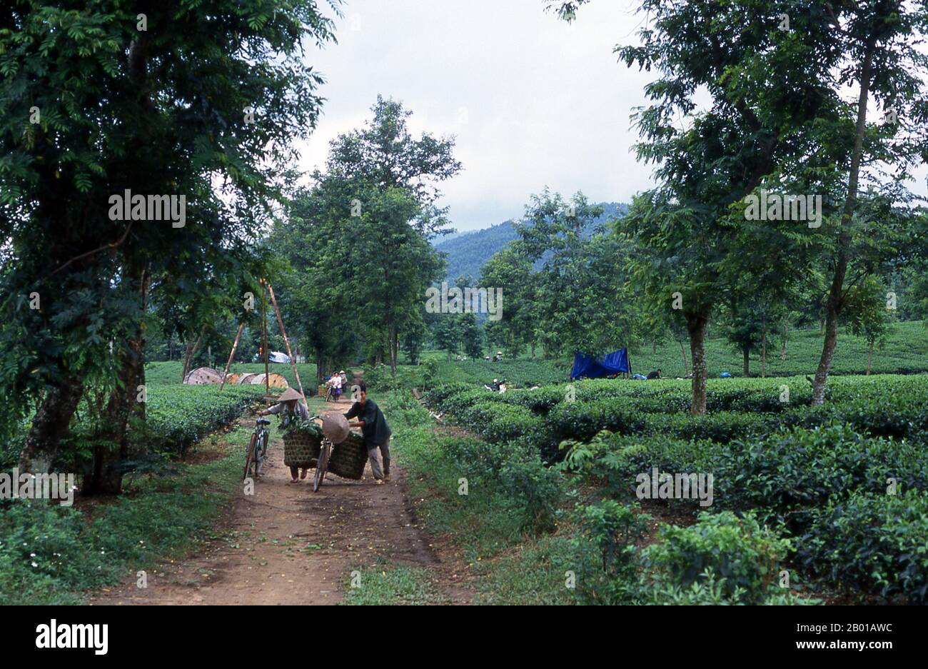 Vietnam: Teeplantage in der Nähe von Thanh Son, Provinz Phu Tho, Nordwesten Vietnams. Nach oraler Tradition wird Tee in China seit mehr als vier Jahrtausenden angebaut. Die frühesten schriftlichen Berichte über die Teeherstellung stammen jedoch aus der Zeit um 350 n. Chr., als sie zum ersten Mal am kaiserlichen Hof zu einem Getränk wurde. Etwa 800 CE-Teesamen wurden nach Japan gebracht, wo bald ein regelmäßiger Anbau etabliert wurde. Etwas mehr als fünf Jahrhunderte später, im Jahr 1517, wurde Tee zuerst von den Portugiesen nach Europa verschifft, kurz nachdem sie ihren Handel mit China begonnen hatten. Stockfoto