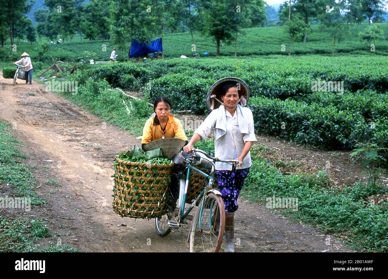 Vietnam: Transport frisch gepflückte Teeblätter, Teeplantage in der Nähe von Thanh Son, Provinz Phu Tho, Nordwesten Vietnams. Nach oraler Tradition wird Tee in China seit mehr als vier Jahrtausenden angebaut. Die frühesten schriftlichen Berichte über die Teeherstellung stammen jedoch aus der Zeit um 350 n. Chr., als sie zum ersten Mal am kaiserlichen Hof zu einem Getränk wurde. Etwa 800 CE-Teesamen wurden nach Japan gebracht, wo bald ein regelmäßiger Anbau etabliert wurde. Etwas mehr als fünf Jahrhunderte später, im Jahr 1517, wurde Tee zuerst von den Portugiesen nach Europa verschifft, kurz nachdem sie ihren Handel mit China begonnen hatten. Stockfoto