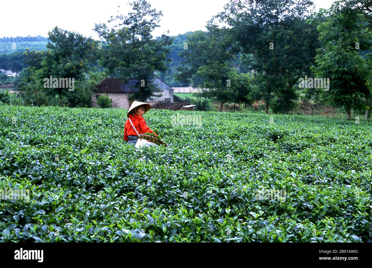 Vietnam: Teepicker auf einer Teeplantage in der Nähe von Thanh Son, Provinz Phu Tho, Nordwest-Vietnam. Nach oraler Tradition wird Tee in China seit mehr als vier Jahrtausenden angebaut. Die frühesten schriftlichen Berichte über die Teeherstellung stammen jedoch aus der Zeit um 350 n. Chr., als sie zum ersten Mal am kaiserlichen Hof zu einem Getränk wurde. Etwa 800 CE-Teesamen wurden nach Japan gebracht, wo bald ein regelmäßiger Anbau etabliert wurde. Etwas mehr als fünf Jahrhunderte später, im Jahr 1517, wurde Tee zuerst von den Portugiesen nach Europa verschifft, kurz nachdem sie ihren Handel mit China begonnen hatten. Stockfoto