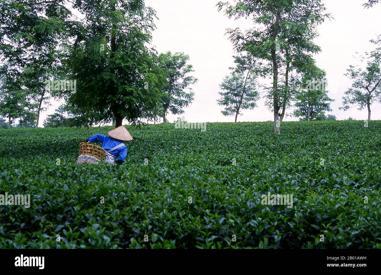 Vietnam: Teepicker auf einer Teeplantage in der Nähe von Thanh Son, Provinz Phu Tho, Nordwest-Vietnam. Nach oraler Tradition wird Tee in China seit mehr als vier Jahrtausenden angebaut. Die frühesten schriftlichen Berichte über die Teeherstellung stammen jedoch aus der Zeit um 350 n. Chr., als sie zum ersten Mal am kaiserlichen Hof zu einem Getränk wurde. Etwa 800 CE-Teesamen wurden nach Japan gebracht, wo bald ein regelmäßiger Anbau etabliert wurde. Etwas mehr als fünf Jahrhunderte später, im Jahr 1517, wurde Tee zuerst von den Portugiesen nach Europa verschifft, kurz nachdem sie ihren Handel mit China begonnen hatten. Stockfoto