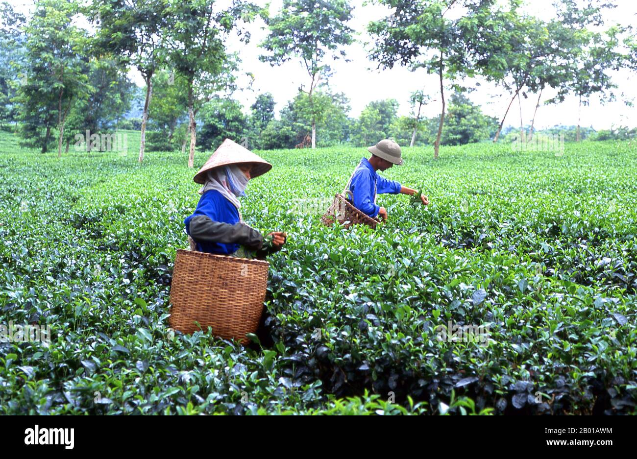 Vietnam: Teepicker auf einer Teeplantage in der Nähe von Thanh Son, Provinz Phu Tho, Nordwest-Vietnam. Nach oraler Tradition wird Tee in China seit mehr als vier Jahrtausenden angebaut. Die frühesten schriftlichen Berichte über die Teeherstellung stammen jedoch aus der Zeit um 350 n. Chr., als sie zum ersten Mal am kaiserlichen Hof zu einem Getränk wurde. Etwa 800 CE-Teesamen wurden nach Japan gebracht, wo bald ein regelmäßiger Anbau etabliert wurde. Etwas mehr als fünf Jahrhunderte später, im Jahr 1517, wurde Tee zuerst von den Portugiesen nach Europa verschifft, kurz nachdem sie ihren Handel mit China begonnen hatten. Stockfoto