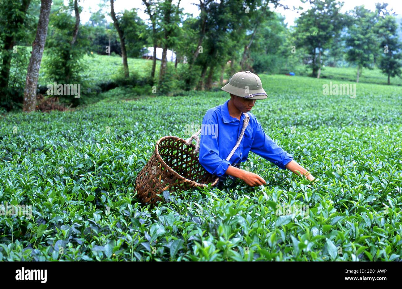 Vietnam: Teepicker auf einer Teeplantage in der Nähe von Thanh Son, Provinz Phu Tho, Nordwest-Vietnam. Nach oraler Tradition wird Tee in China seit mehr als vier Jahrtausenden angebaut. Die frühesten schriftlichen Berichte über die Teeherstellung stammen jedoch aus der Zeit um 350 n. Chr., als sie zum ersten Mal am kaiserlichen Hof zu einem Getränk wurde. Etwa 800 CE-Teesamen wurden nach Japan gebracht, wo bald ein regelmäßiger Anbau etabliert wurde. Etwas mehr als fünf Jahrhunderte später, im Jahr 1517, wurde Tee zuerst von den Portugiesen nach Europa verschifft, kurz nachdem sie ihren Handel mit China begonnen hatten. Stockfoto