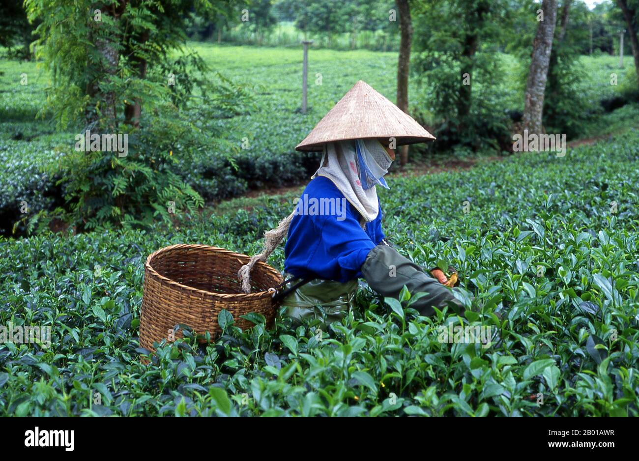 Vietnam: Teepicker auf einer Teeplantage in der Nähe von Thanh Son, Provinz Phu Tho, Nordwest-Vietnam. Nach oraler Tradition wird Tee in China seit mehr als vier Jahrtausenden angebaut. Die frühesten schriftlichen Berichte über die Teeherstellung stammen jedoch aus der Zeit um 350 n. Chr., als sie zum ersten Mal am kaiserlichen Hof zu einem Getränk wurde. Etwa 800 CE-Teesamen wurden nach Japan gebracht, wo bald ein regelmäßiger Anbau etabliert wurde. Etwas mehr als fünf Jahrhunderte später, im Jahr 1517, wurde Tee zuerst von den Portugiesen nach Europa verschifft, kurz nachdem sie ihren Handel mit China begonnen hatten. Stockfoto