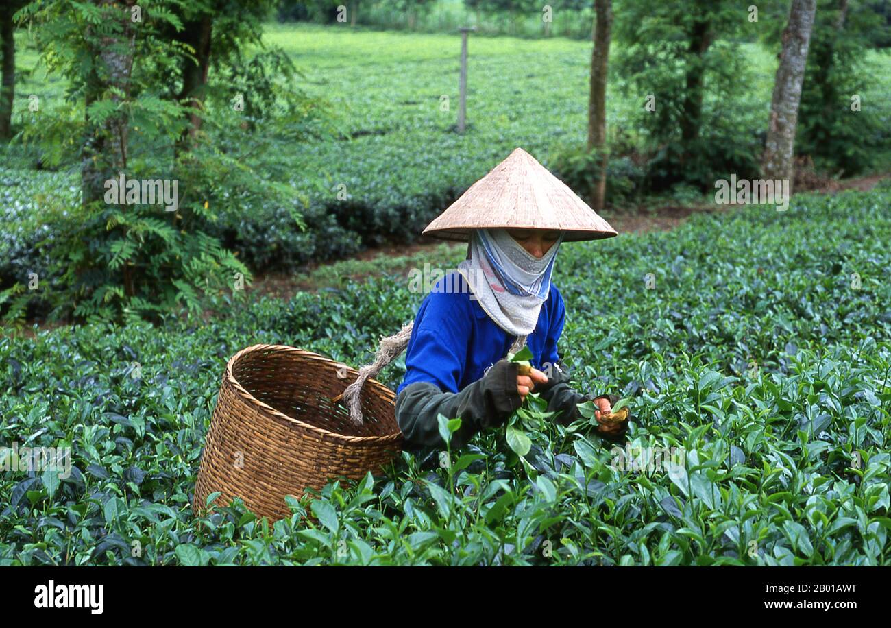 Vietnam: Teepicker auf einer Teeplantage in der Nähe von Thanh Son, Provinz Phu Tho, Nordwest-Vietnam. Nach oraler Tradition wird Tee in China seit mehr als vier Jahrtausenden angebaut. Die frühesten schriftlichen Berichte über die Teeherstellung stammen jedoch aus der Zeit um 350 n. Chr., als sie zum ersten Mal am kaiserlichen Hof zu einem Getränk wurde. Etwa 800 CE-Teesamen wurden nach Japan gebracht, wo bald ein regelmäßiger Anbau etabliert wurde. Etwas mehr als fünf Jahrhunderte später, im Jahr 1517, wurde Tee zuerst von den Portugiesen nach Europa verschifft, kurz nachdem sie ihren Handel mit China begonnen hatten. Stockfoto