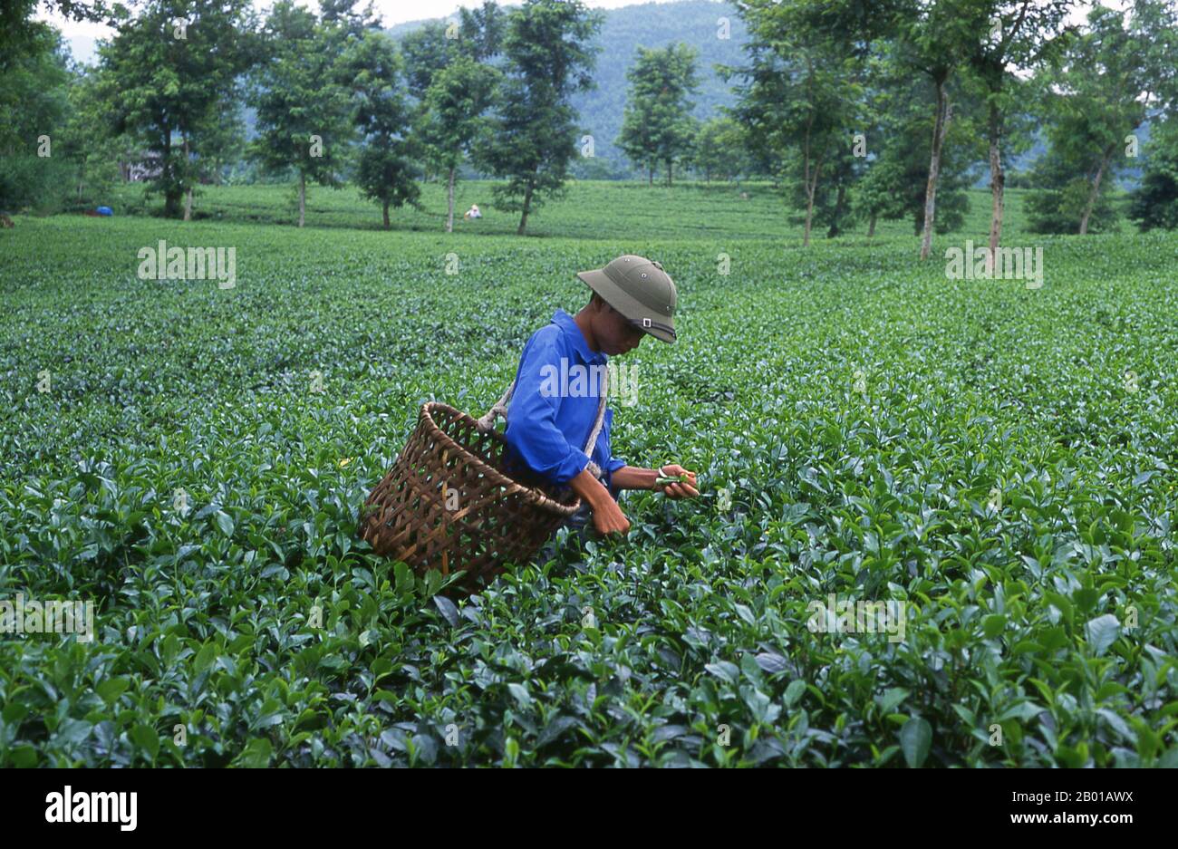 Vietnam: Teepicker auf einer Teeplantage in der Nähe von Thanh Son, Provinz Phu Tho, Nordwest-Vietnam. Nach oraler Tradition wird Tee in China seit mehr als vier Jahrtausenden angebaut. Die frühesten schriftlichen Berichte über die Teeherstellung stammen jedoch aus der Zeit um 350 n. Chr., als sie zum ersten Mal am kaiserlichen Hof zu einem Getränk wurde. Etwa 800 CE-Teesamen wurden nach Japan gebracht, wo bald ein regelmäßiger Anbau etabliert wurde. Etwas mehr als fünf Jahrhunderte später, im Jahr 1517, wurde Tee zuerst von den Portugiesen nach Europa verschifft, kurz nachdem sie ihren Handel mit China begonnen hatten. Stockfoto