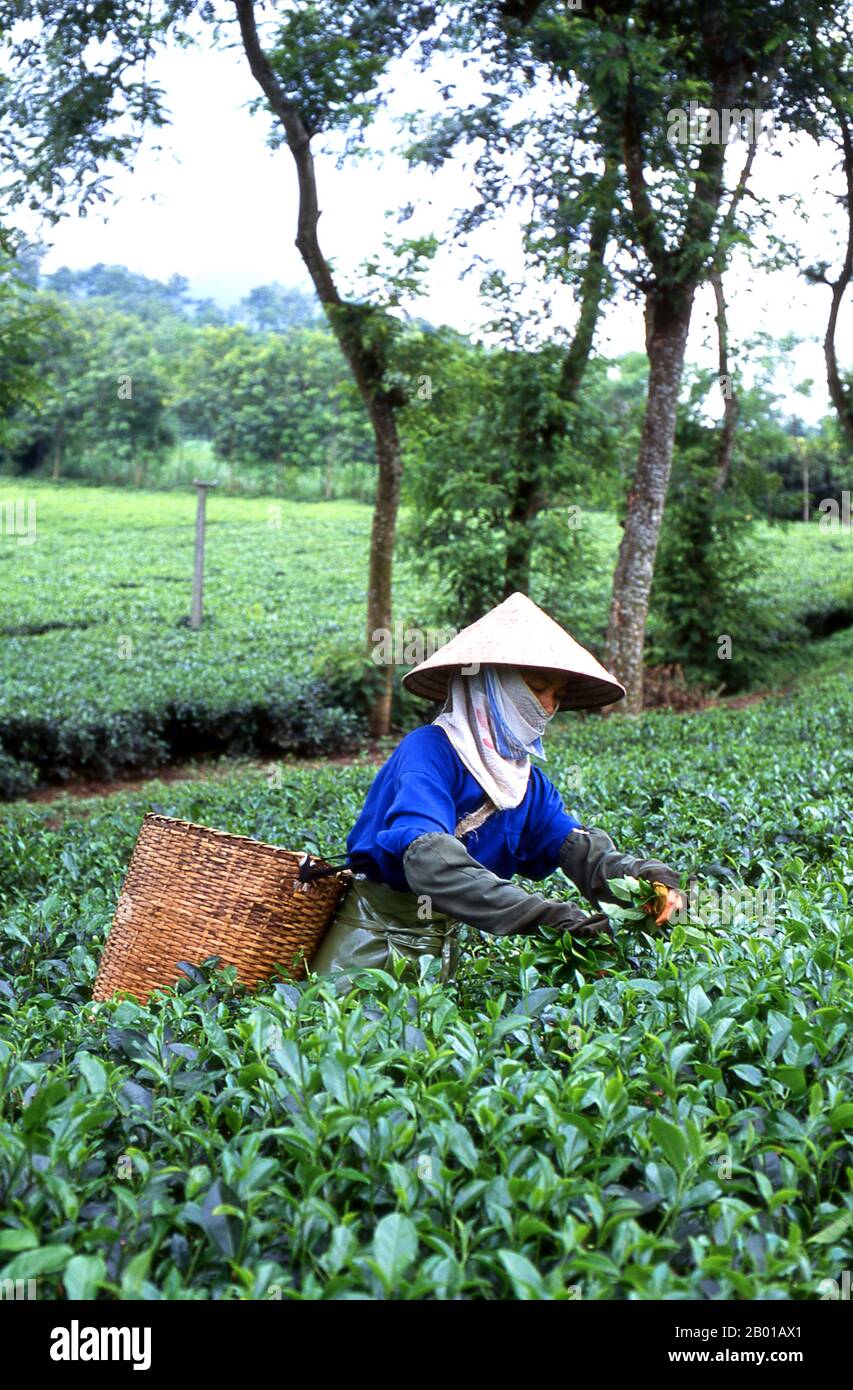 Vietnam: Teepicker auf einer Teeplantage in der Nähe von Thanh Son, Provinz Phu Tho, Nordwest-Vietnam. Nach oraler Tradition wird Tee in China seit mehr als vier Jahrtausenden angebaut. Die frühesten schriftlichen Berichte über die Teeherstellung stammen jedoch aus der Zeit um 350 n. Chr., als sie zum ersten Mal am kaiserlichen Hof zu einem Getränk wurde. Etwa 800 CE-Teesamen wurden nach Japan gebracht, wo bald ein regelmäßiger Anbau etabliert wurde. Etwas mehr als fünf Jahrhunderte später, im Jahr 1517, wurde Tee zuerst von den Portugiesen nach Europa verschifft, kurz nachdem sie ihren Handel mit China begonnen hatten. Stockfoto