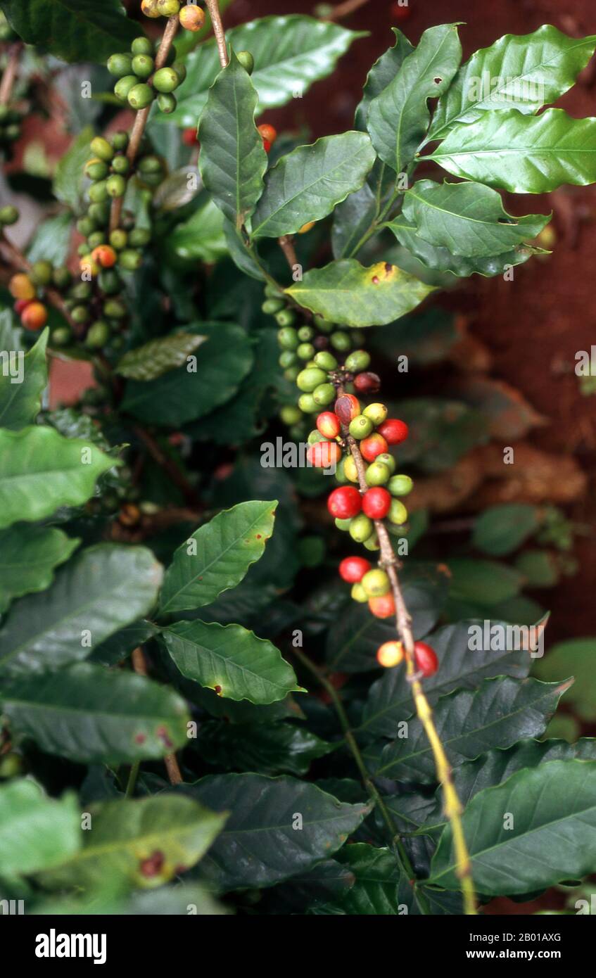 Vietnam: Kaffeesträucher in Khe Sanh, Zentralvietnam. Vor vier Jahrhunderten war Kaffee jenseits des Horns von Afrika und Südarabien, dem Gebiet, aus dem ein kleiner, beerenhaltiger Baum, der der Wissenschaft als Kaffee-arabica bekannt ist, entstand, fast unbekannt. Die bescheidene Pflanze, die heute eine so wichtige Rolle in unserem Leben spielt, ist vermutlich in der Kaffa-Region im Hochland Ethipia beheimatet -- aus der der Name 'Kaffee' stammen könnte; andere argumentieren, dass sie von ihrem arabischen Namen qahwa abgeleitet sei. Stockfoto