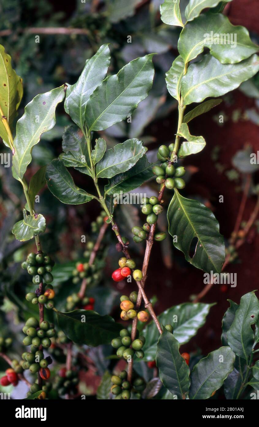 Vietnam: Kaffeesträucher in Khe Sanh, Zentralvietnam. Vor vier Jahrhunderten war Kaffee jenseits des Horns von Afrika und Südarabien, dem Gebiet, aus dem ein kleiner, beerenhaltiger Baum, der der Wissenschaft als Kaffee-arabica bekannt ist, entstand, fast unbekannt. Die bescheidene Pflanze, die heute eine so wichtige Rolle in unserem Leben spielt, ist vermutlich in der Kaffa-Region im Hochland Ethipia beheimatet -- aus der der Name 'Kaffee' stammen könnte; andere argumentieren, dass sie von ihrem arabischen Namen qahwa abgeleitet sei. Stockfoto