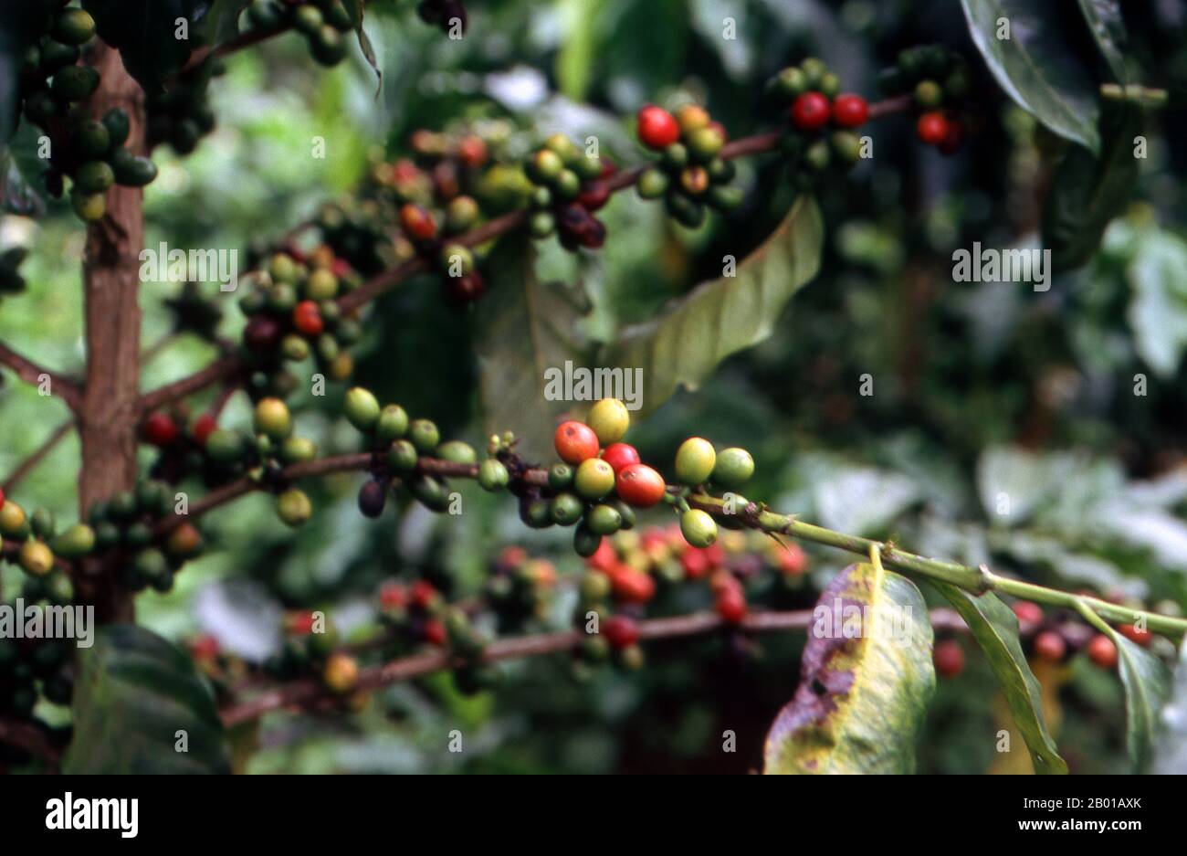 Vietnam: Kaffeesträucher in Khe Sanh, Zentralvietnam. Vor vier Jahrhunderten war Kaffee jenseits des Horns von Afrika und Südarabien, dem Gebiet, aus dem ein kleiner, beerenhaltiger Baum, der der Wissenschaft als Kaffee-arabica bekannt ist, entstand, fast unbekannt. Die bescheidene Pflanze, die heute eine so wichtige Rolle in unserem Leben spielt, ist vermutlich in der Kaffa-Region im Hochland Ethipia beheimatet -- aus der der Name 'Kaffee' stammen könnte; andere argumentieren, dass sie von ihrem arabischen Namen qahwa abgeleitet sei. Stockfoto