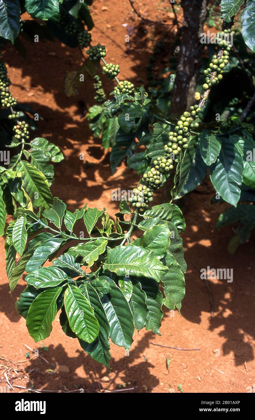 Vietnam: Kaffeeplantagen, Dak Song, in der Nähe von Buon Ma Thuot, Central Highlands. Vor vier Jahrhunderten war Kaffee jenseits des Horns von Afrika und Südarabien, dem Gebiet, aus dem ein kleiner, beerenhaltiger Baum, der der Wissenschaft als Kaffee-arabica bekannt ist, entstand, fast unbekannt. Die bescheidene Pflanze, die heute eine so wichtige Rolle in unserem Leben spielt, ist vermutlich in der Kaffa-Region im Hochland Ethipia beheimatet -- aus der der Name 'Kaffee' stammen könnte; andere argumentieren, dass sie von ihrem arabischen Namen qahwa abgeleitet sei. Stockfoto