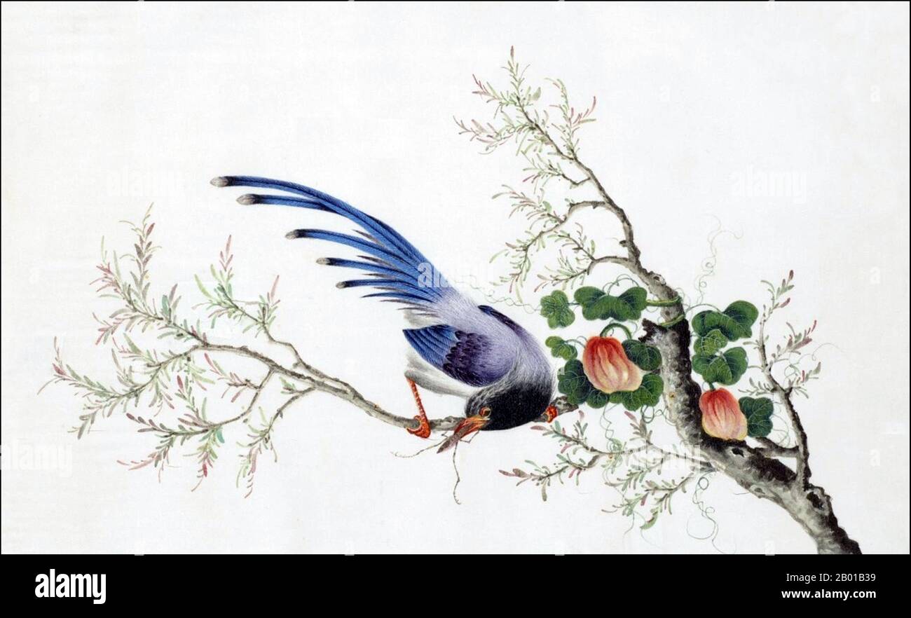 China: Formosan Blue Magpie. Aquarellmalerei aus einem Gouache-Album verschiedener chinesischer Vögel, 19.. Jahrhundert. Die Formosan Blue Magpie (Urocissa caerulea), auch Taiwan Magpie oder die "Langschwanzige Bergdame" genannt, gehört zur Familie Crow. 2007 wurde er zum Nationalvogel Taiwans gewählt. Stockfoto