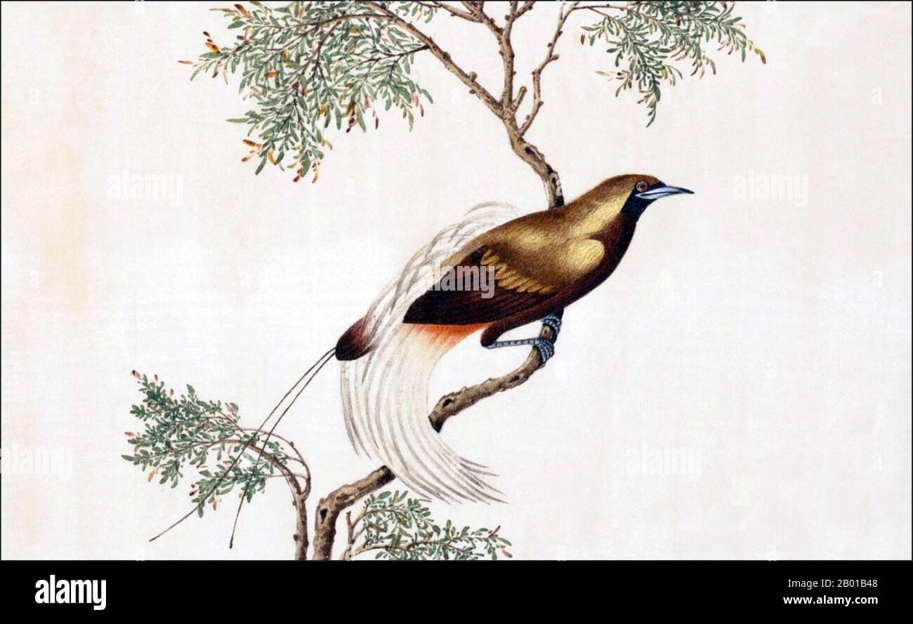 Indonesien/China: Großer Paradiesvögel. Aquarellmalerei aus einem Gouache-Album mit verschiedenen chinesischen und indonesischen Vögeln, 19.. Jahrhundert. Der größere Paradiesvögel (Paradisaea apoda) ist ein Paradiesvögel, der in den Tiefland- und Hügelwäldern im Südwesten von Neuguinea und den Aru-Inseln Indonesiens gefunden wird. Es hat die glamouröseste Darstellung in der Vogelwelt, mit sexuell dimorpher Gefieder, die Weibchen sind im Vergleich zu den Männchen recht schlicht. Stockfoto