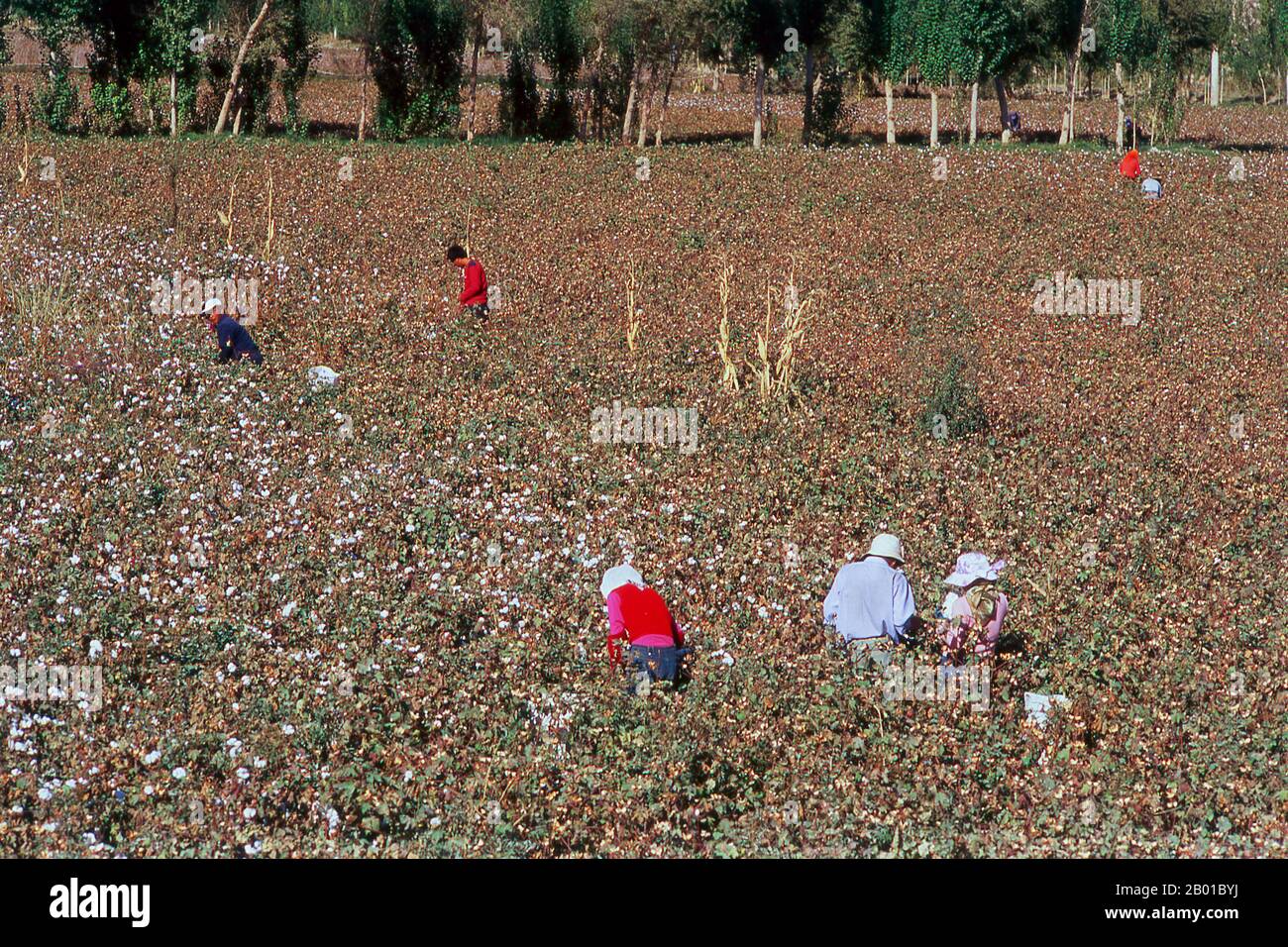 China: Baumwollpflücken auf den Feldern um Dunhuang, Provinz Gansu. Baumwolle wurde unabhängig in der Alten und Neuen Welt domestiziert. Es wurde erstmals vor 7.000 Jahren (5.–4. Jahrtausenden v. Chr.) in der Alten Welt von den Bewohnern der Indus-Valley-Zivilisation kultiviert, die einen riesigen Teil des nordwestlichen Teils Südasiens bedeckte, der heute Teile des östlichen Pakistans und des nordwestlichen Indiens umfasste. Baumwolle war schon immer eine wichtige Ernte entlang vieler Abschnitte der alten Seidenstraße. Stockfoto