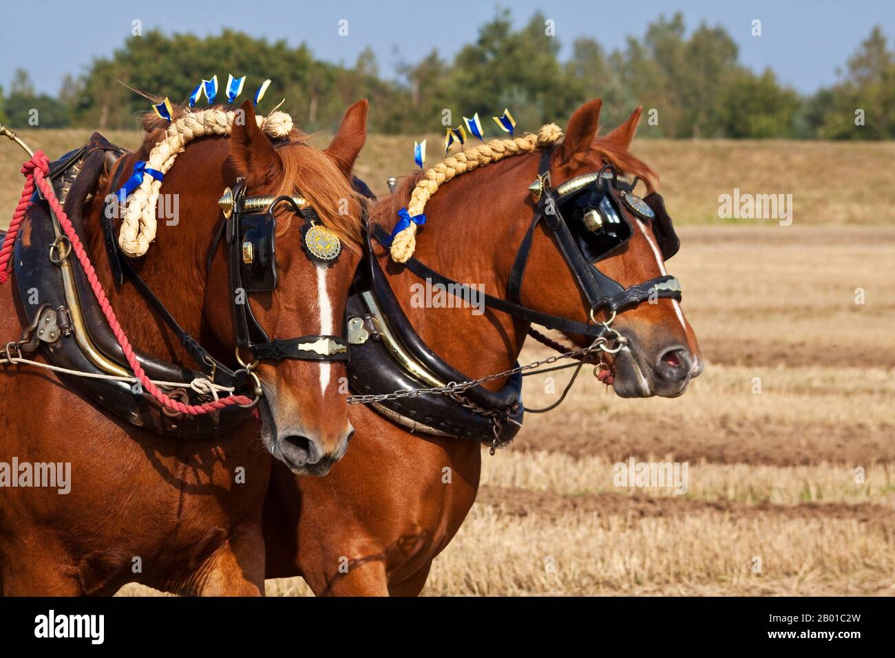 Ein Paar gekleideter Suffolk-Stanzpferde, die beim Pflügen ruhen Stockfoto
