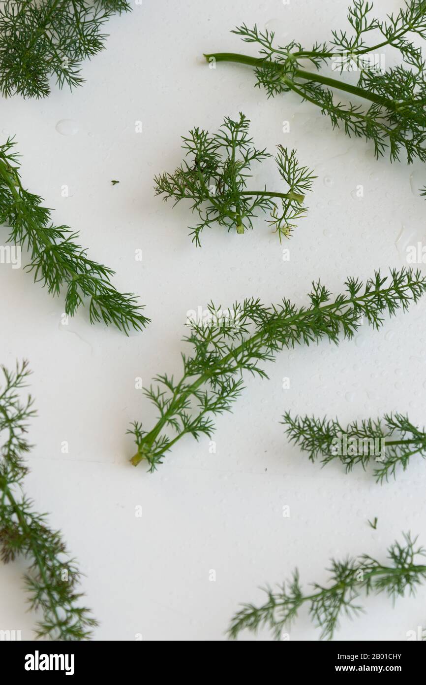 Fenchel Kräuterhintergrund. Gesundes Grün Stockfoto