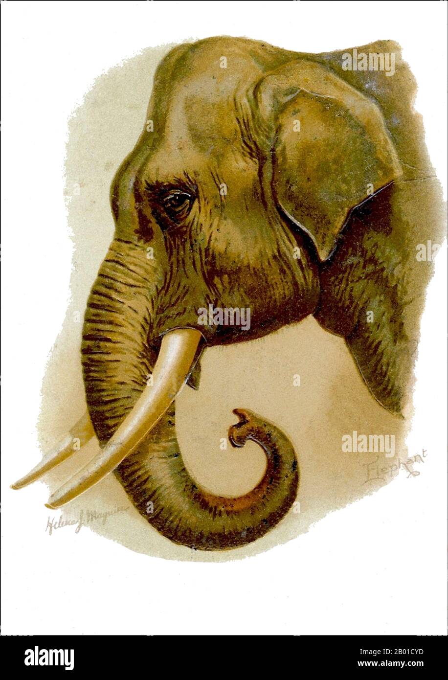 Asien: Indischer Elefant, gemalt von Helena J. Maguire (1860-1909), Ende 19.. Jahrhundert. Der indische Elefant (Elephas maximus indicus) ist eine von drei anerkannten Unterarten des asiatischen Elefanten und auf dem asiatischen Festland beheimatet. Im Allgemeinen sind asiatische Elefanten kleiner als afrikanische Elefanten und haben den höchsten Körperpunkt auf dem Kopf. Die Spitze ihres Rumpfes hat einen fingerähnlichen Prozess. Ihr Rücken ist konvex oder gerade. Indische Elefanten erreichen eine Schulterhöhe zwischen 2 und 3,5 m (6,6 und 11,5 ft), wiegen zwischen 2.000 und 5.000 kg (4.400 und 11.000 lb) und haben 19 Rippenpaare. Stockfoto