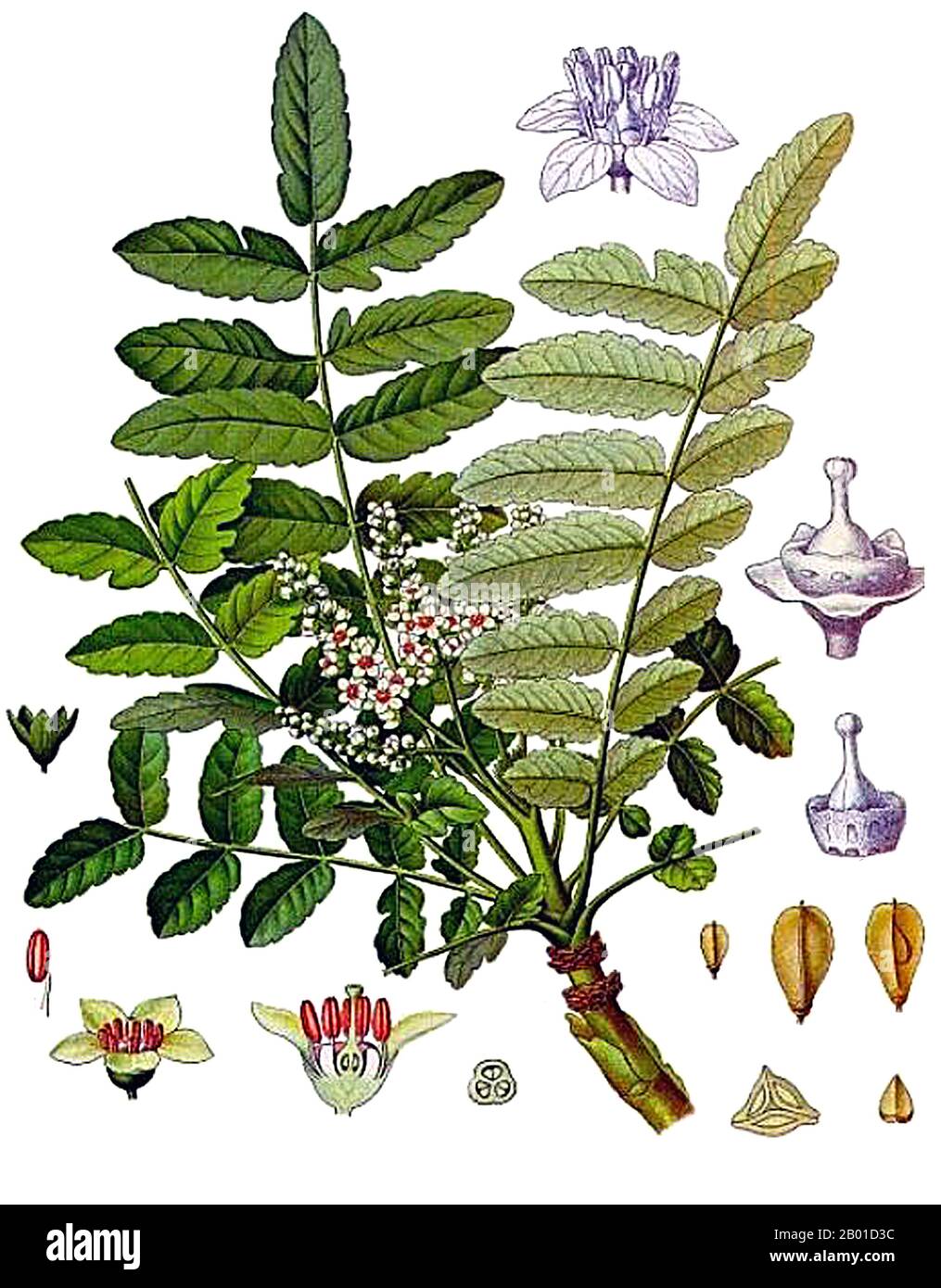 Arabien/Deutschland: Weihrauch ist ein aromatisches Harz, das von Bäumen der Gattung Boswellia, insbesondere Boswellia sacra, gewonnen wird. Es wird in Räucherstäbchen und Parfüms verwendet. Illustration von Walther Otto Muller (20. Juni 1833 - 17. Juli 1887) zu Hermann Adolph Köhlers 'Medizinal-Pflanzen', 1887. Seit mehr als 5000 Jahren wird Weihrauch auf der Arabischen Halbinsel und in Nordafrika gehandelt. Ein Wandgemälde, das Säcke mit Weihrauch zeigt, die aus dem Land Punt gehandelt werden, schmückt die Wände des Tempels der alten ägyptischen Königin Hatschepsut, die 1458 v. Chr. starb. Stockfoto