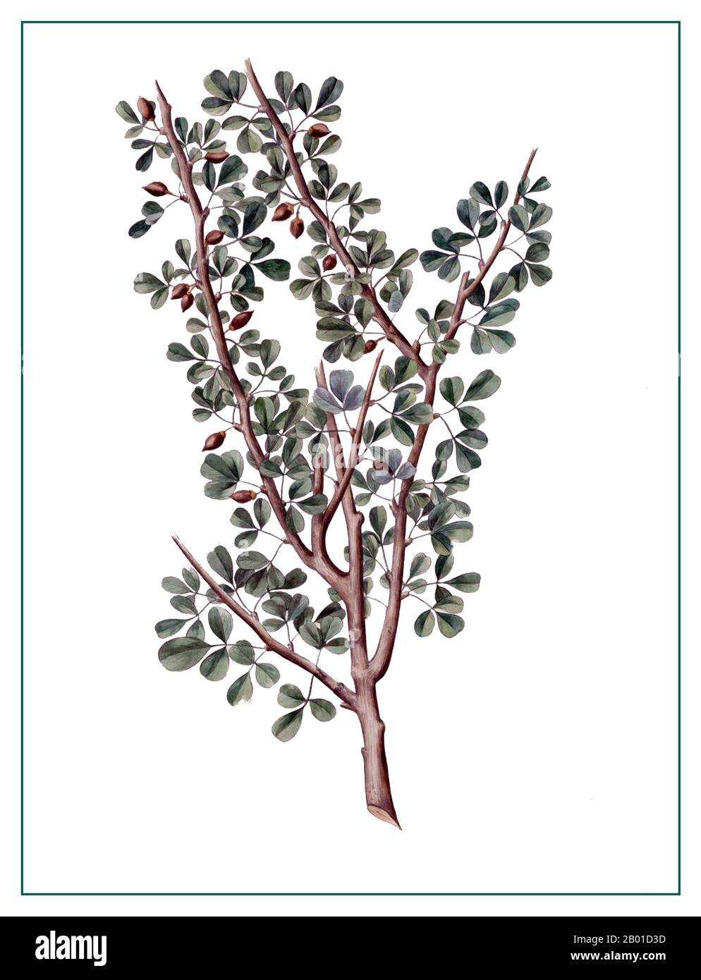 Arabien: Zweig eines Mekka-Myrrhe-Baumes (Commiphora gileadensis), Amsterdam, 1881. Myrrhe ist das aromatische Oleoresin einer Reihe kleiner, dorniger Baumarten der Gattung Commiphora, die auf trockenem, steinigen Boden wachsen. Ein Oleoresin ist eine natürliche Mischung aus ätherischem Öl und Harz. Myrrhenharz ist ein natürlicher Kaugummi. Wenn eine Baumwunde durch die Rinde in das Splintholz eindringt, blutet der Baum ein Harz. Myrrhe-Kaugummi, wie Weihrauch, ist ein solches Harz. Wenn Menschen Myrrhe ernten, wanden sie die Bäume wiederholt, um sie vom Kaugummi zu bluten. Myrrhe-Kaugummi ist wachsartig und koaguliert schnell. Stockfoto