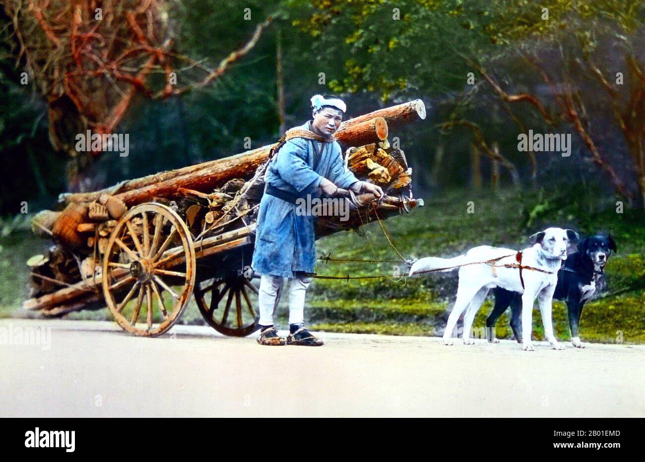 Japan: Mann mit Hundewagen zum Holzziehen, Enami Nobukuni (1859-1929), c. 1900. T. Enami (Enami Nobukuni) war der Handelsname eines gefeierten Fotografen aus der Meiji-Zeit. Man nimmt an, dass das T. seines Handelsnamens für Toshi steht, obwohl er es nie in einem persönlichen oder geschäftlichen Dokument ausgeschrieben hat. Geboren in Edo (jetzt Tokio) während der Bakumatsu-Ära, war Enami zunächst Student und dann Assistent des bekannten Fotografen und Kollotypisten Ogawa Kazumasa. Enami zog nach Yokohama um und eröffnete 1892 ein Studio in der Benten-dōri (Benten-Straße). Stockfoto
