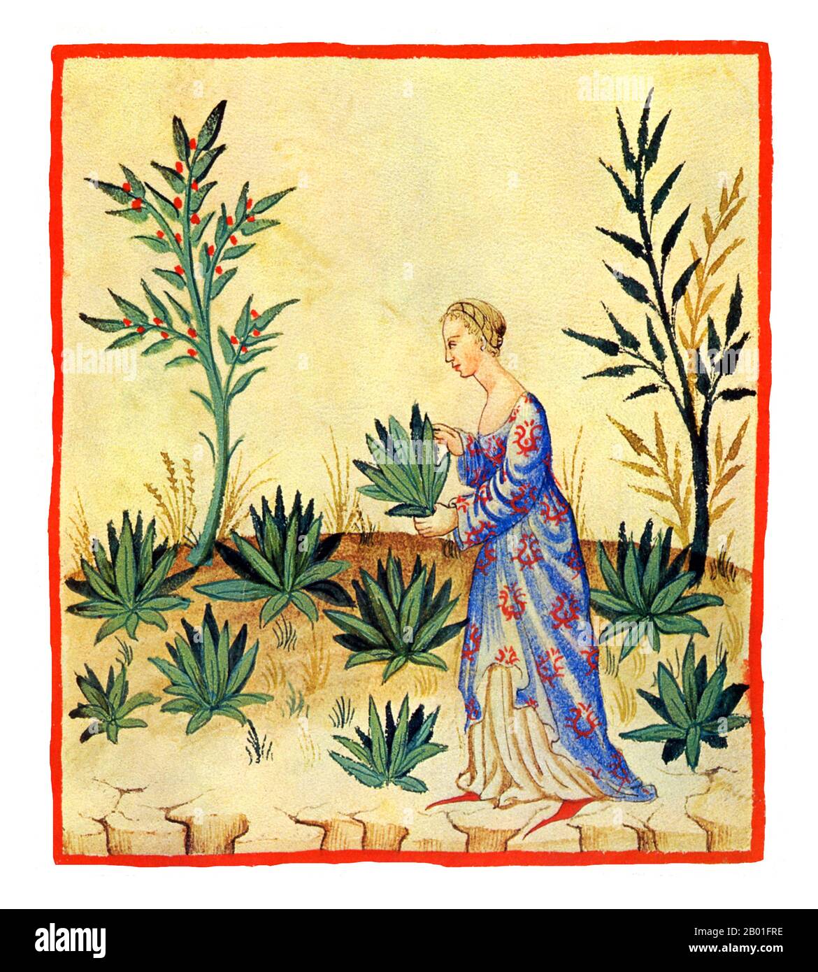 Irak/Italien: Salat (Lactuce). Illustration aus Ibn Butlans Taqwim al-sihha oder „Erhaltung der Gesundheit“ (Bagdad, 11. Jahrhundert), veröffentlicht in Italien als die Tacuinum Sanitatis, 14. Jahrhundert. Das Tacuinum (manchmal Taccuinum) Sanitatis ist ein mittelalterliches Handbuch über Gesundheit und Wohlbefinden, basierend auf dem Taqwim al-sihha تقويم الصحة („Erhaltung der Gesundheit“), einer arabischen medizinischen Abhandlung von Ibn Butlan aus Bagdad aus dem 11. Jahrhundert. Ibn Butlân war ein christlicher Arzt, geboren in Bagdad und starb 1068. Stockfoto