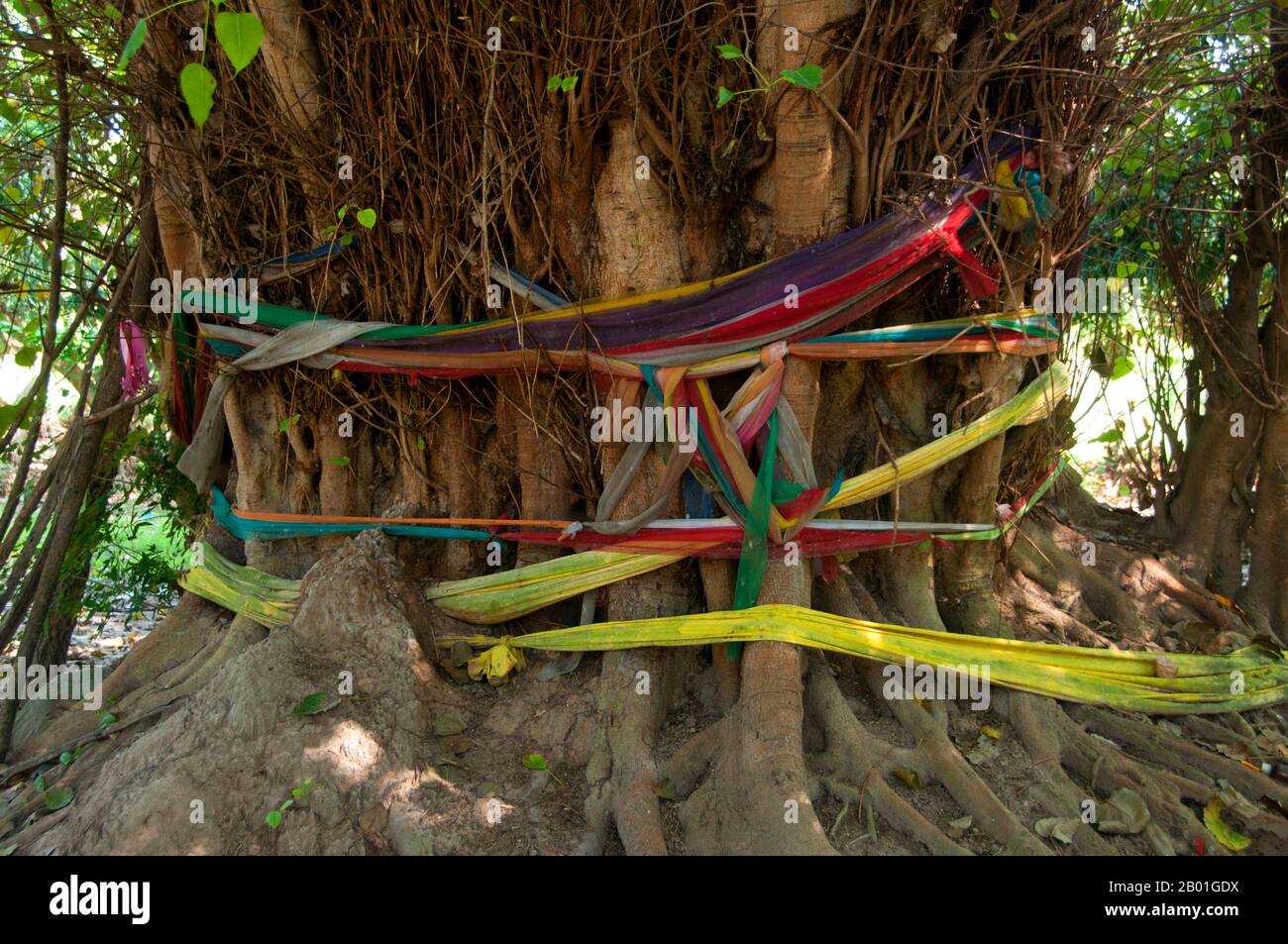 Thailand: Umhüllter bo-Baum, Wat Ton Pho, Wiang Thakan, Provinz Chiang Mai. Wiang Tha Khan, 16 km südlich von Chiang Mai im ländlichen Stadtteil Sanpatong, ist ein kleines und wohlhabendes nordthailändisches Dorf inmitten von Lamyai-Plantagen und bewohnt von Tai Yong, das zu Beginn des 19. Jahrhunderts vom nahe gelegenen Shan-Staat in Burma neu angesiedelt wurde. Schon im 10. Jahrhundert war es eine befestigte Stadt oder „wiang“, die als Bastion des Mon-Königreichs Haripunchai, des heutigen Lamphun, diente. Heute überleben die Überreste der Stadtmauern und des umliegenden Grabens inmitten der Lamyai-Plantagen und Reisfelder Stockfoto