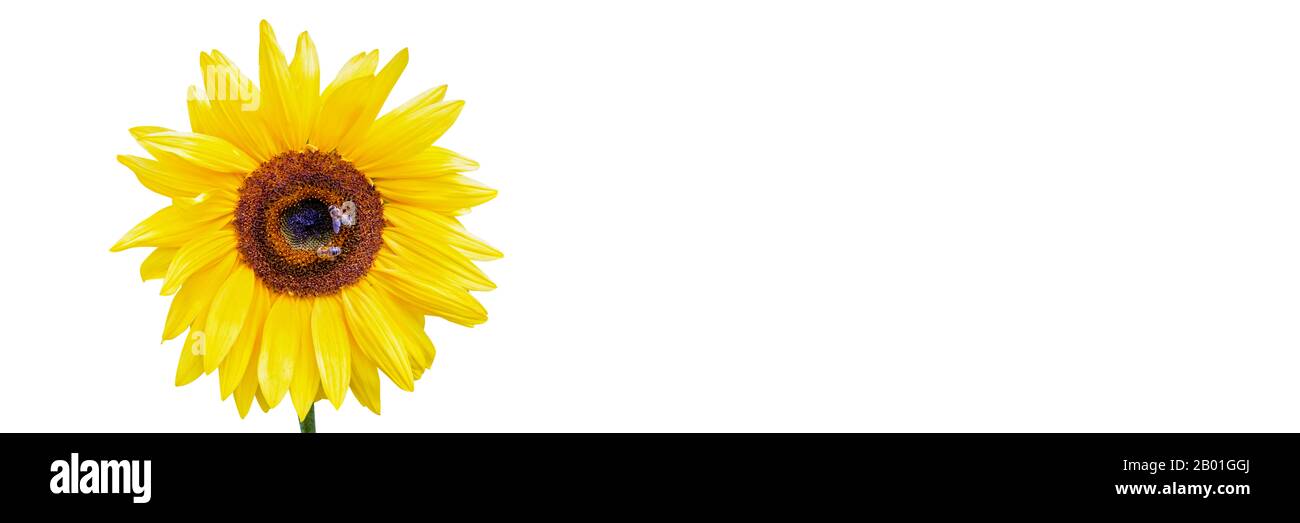 Nahaufnahme einer Sonnenblume mit Bienen, die Nektar sammeln, der auf weißem panoramischen Hintergrund isoliert ist Stockfoto