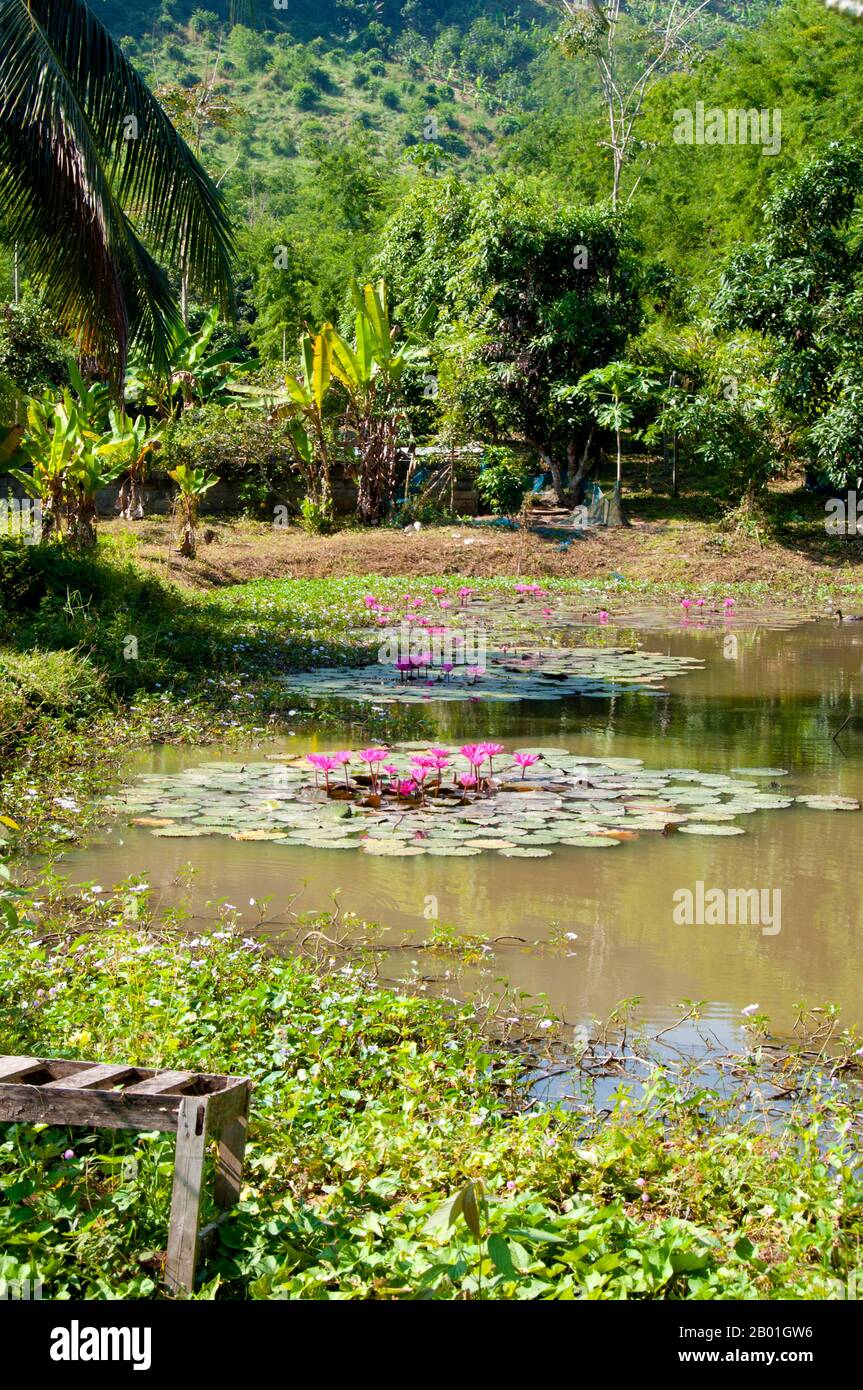 Thailand: Ein mit Lotus gefüllter Teich bei Ban hat Bia am Mekong, Provinz Loei. Die Provinz Loei (Thai: เลย) befindet sich im oberen Nordosten Thailands. Die benachbarten Provinzen sind (von Osten nach rechts) Nong Khai, Udon Thani, Nongbua Lamphu, Khon Kaen, Phetchabun, Phitsanulok. Im Norden grenzt sie an die Provinzen Xaignabouli und Vientiane in Laos. Die Provinz ist von niedrigen Bergen bedeckt, während die Hauptstadt Loei in einem fruchtbaren Becken liegt. Der Fluss Loei, der durch die Provinz fließt, ist ein Nebenfluss des Mekong. Stockfoto