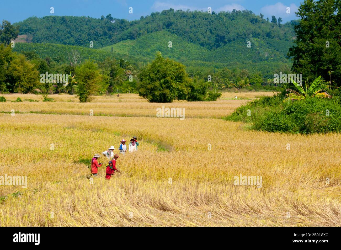 Thailand: Feldarbeiter in der Nähe von Phu Tok, Provinz Loei. Die Provinz Loei (Thai: เลย) befindet sich im oberen Nordosten Thailands. Die benachbarten Provinzen sind (von Osten nach rechts) Nong Khai, Udon Thani, Nongbua Lamphu, Khon Kaen, Phetchabun, Phitsanulok. Im Norden grenzt sie an die Provinzen Xaignabouli und Vientiane in Laos. Die Provinz ist von niedrigen Bergen bedeckt, während die Hauptstadt Loei in einem fruchtbaren Becken liegt. Der Fluss Loei, der durch die Provinz fließt, ist ein Nebenfluss des Mekong, der zusammen mit dem kleineren Fluss Hueang die nördliche Grenze der Provinz bildet. Stockfoto