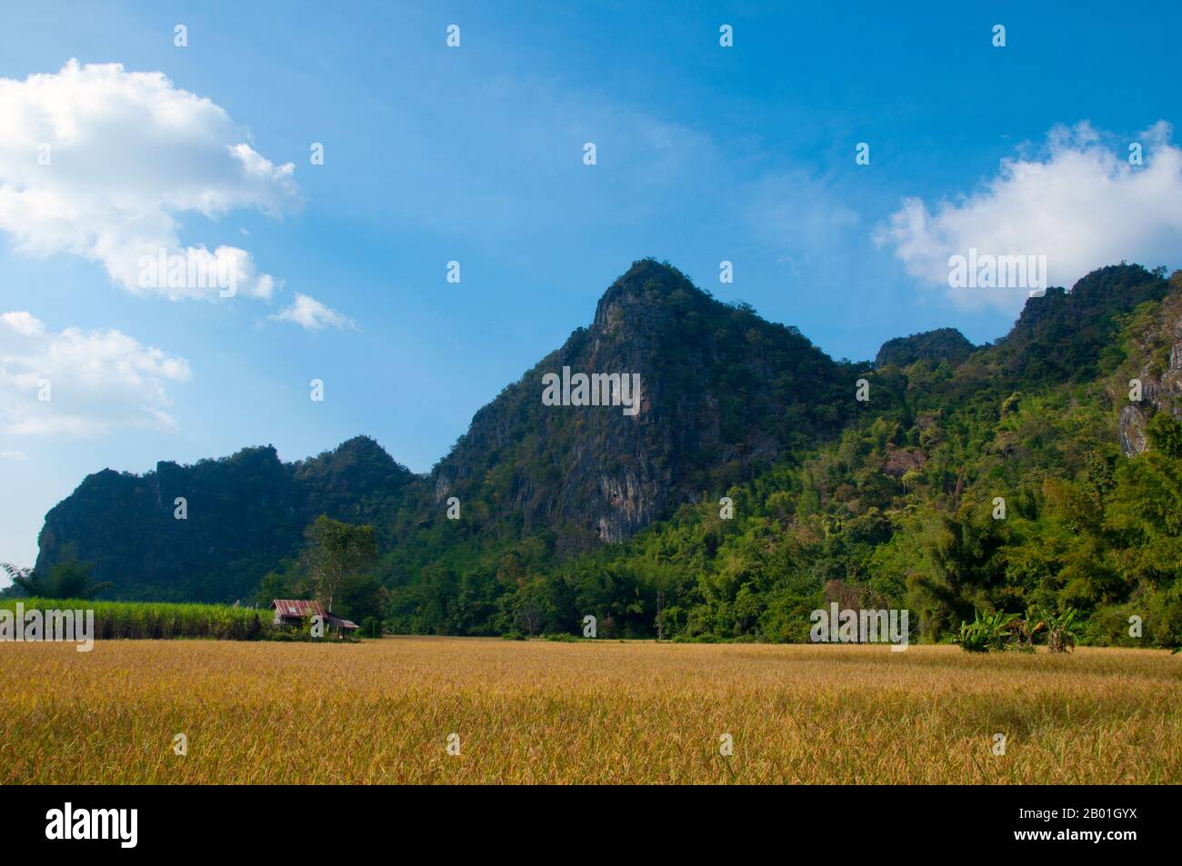 Thailand: Nationalpark Kuan Pha Lom, Provinz Loei. Die Provinz Loei (Thai: เลย) befindet sich im oberen Nordosten Thailands. Die benachbarten Provinzen sind (von Osten nach rechts) Nong Khai, Udon Thani, Nongbua Lamphu, Khon Kaen, Phetchabun, Phitsanulok. Im Norden grenzt sie an die Provinzen Xaignabouli und Vientiane in Laos. Die Provinz ist von niedrigen Bergen bedeckt, während die Hauptstadt Loei in einem fruchtbaren Becken liegt. Der Fluss Loei, der durch die Provinz fließt, ist ein Nebenfluss des Mekong, der zusammen mit dem kleineren Fluss Hueang die nördliche Grenze der Provinz zu Laos bildet. Stockfoto