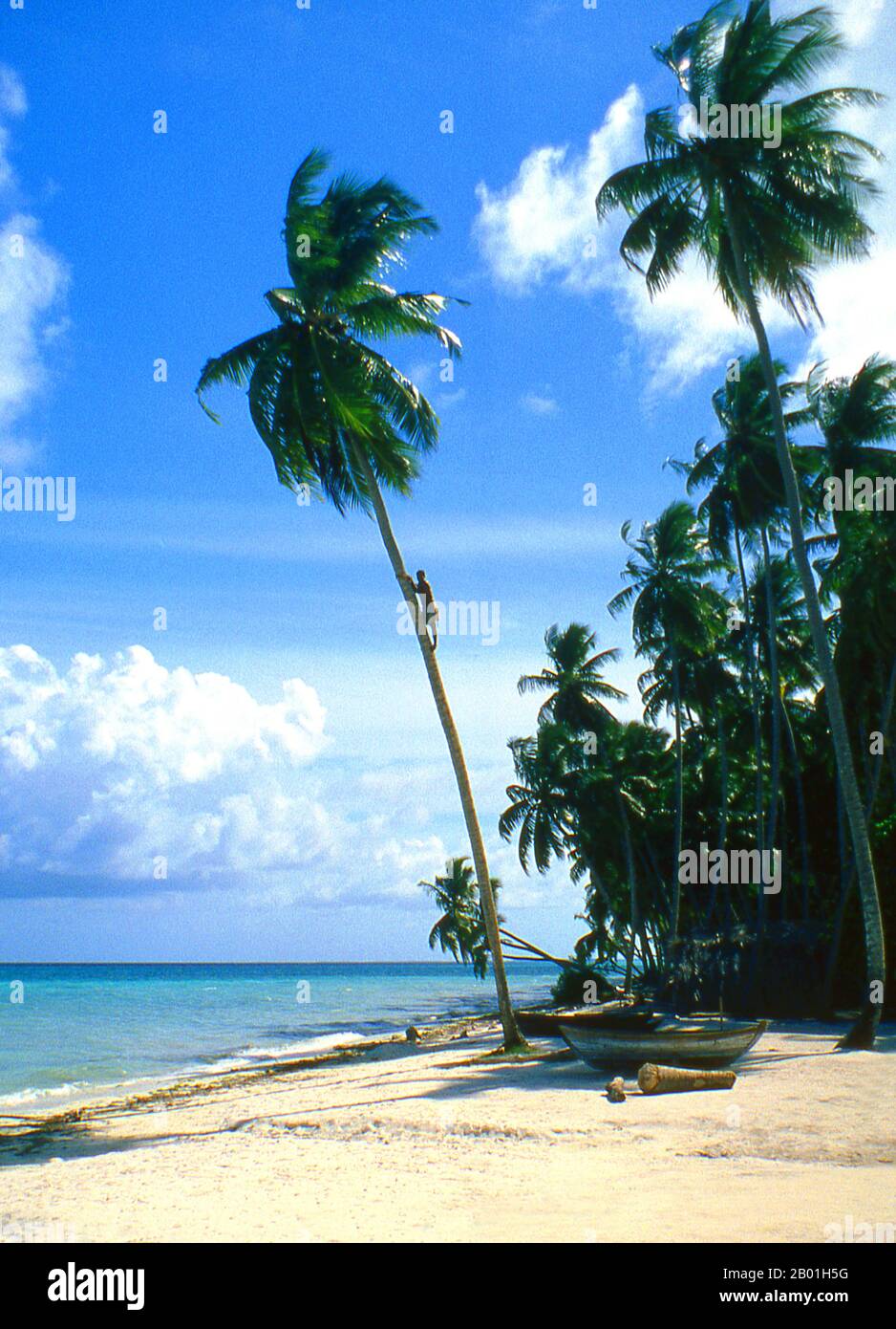 Malediven: Ein raveri- oder toddy Sammler klettert auf eine Kokospalme. Asiens kleinste und am wenigsten bekannte Nation, die Republik der Malediven, liegt von Norden nach Süden verstreut über einen 750 Kilometer langen Streifen des Indischen Ozeans, 500 Kilometer südwestlich von Sri Lanka. Mehr als 1000 Inseln, zusammen mit unzähligen Banken und Riffen, sind in einer Kette von 19 Atolls zusammengefasst, die sich von einem Punkt genau westlich von Colombo bis kurz südlich des Äquators erstreckt. Die Atolls, die aus großen Korallenringen auf der Grundlage des U-Boots Laccadive-Chagos gebildet wurden, variieren stark in der Größe. Stockfoto