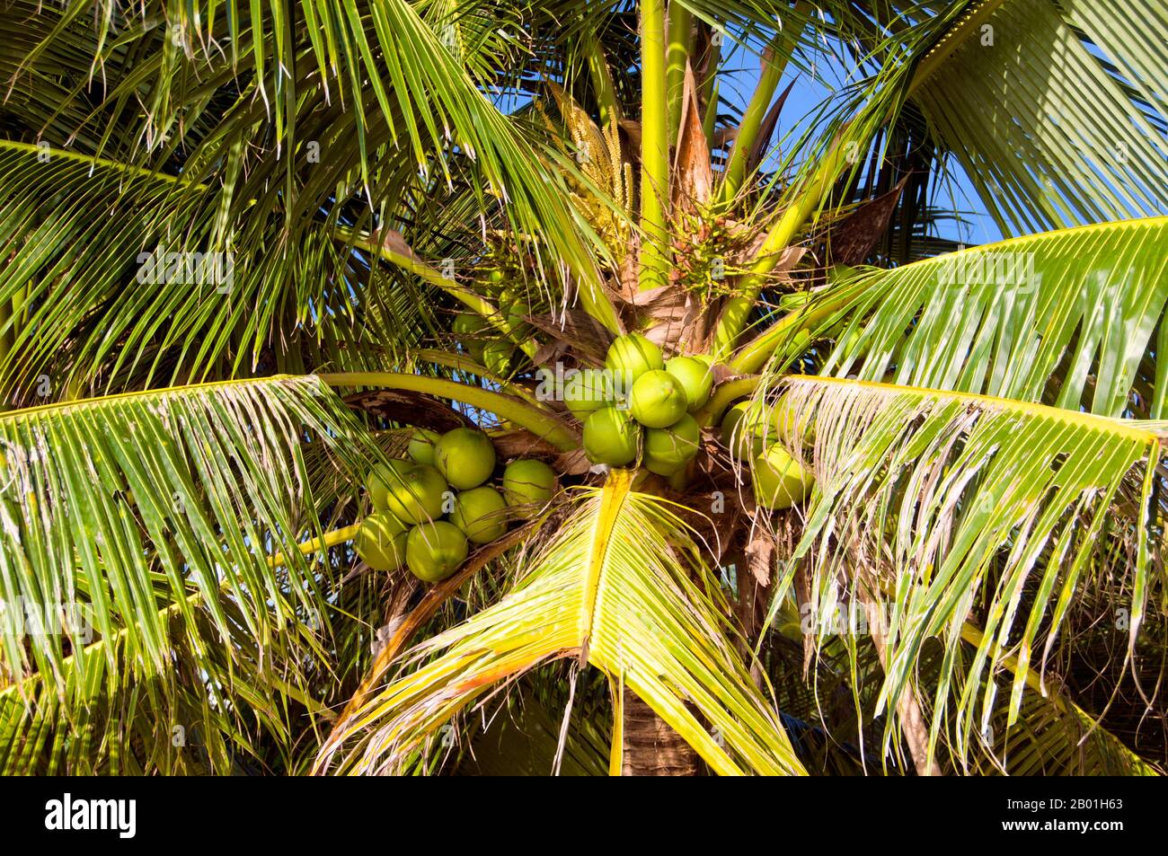 Thailand: Kokospalme, Ao Taling Ngam, Ko Samui. Die Kokospalme, auch Cocos nucifera genannt, wird nicht nur wegen ihrer Schönheit, sondern auch als lukrative Ernte geschätzt. Es wird in der gesamten Südsee und im Indischen Ozean angebaut und bietet Essen, Getränke, Unterkünfte, Transport, Treibstoff, Medizin und sogar Kleidung für Millionen von Menschen. Die Kokospalme lebt etwa 60 Jahre und produziert jährlich rund 70-80 Nüsse. Die Bäume sind manchmal 40-50 Meter (130-160 Fuß) hoch. Stockfoto