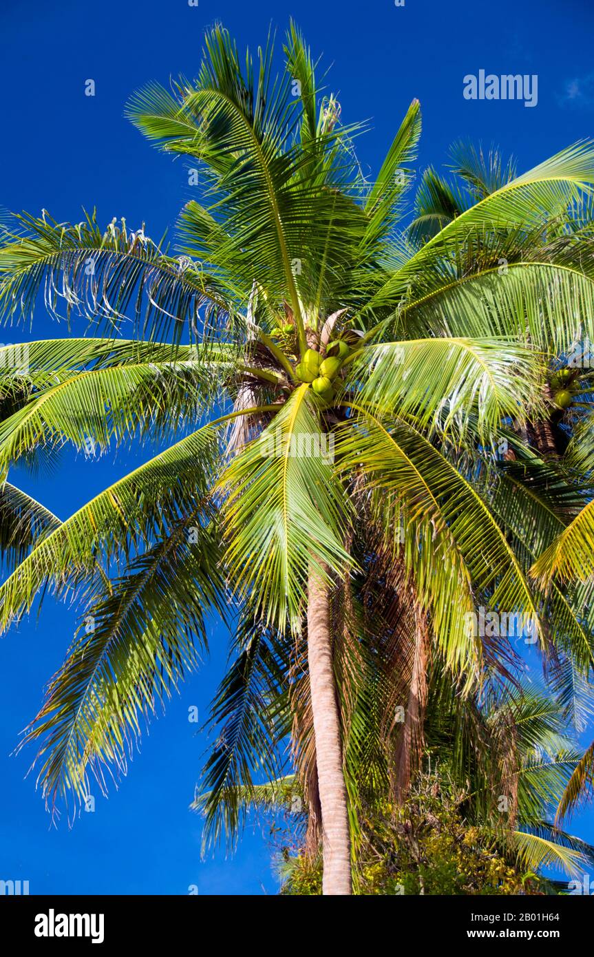 Thailand: Kokospalme, Ao Taling Ngam, Ko Samui. Die Kokospalme, auch Cocos nucifera genannt, wird nicht nur wegen ihrer Schönheit, sondern auch als lukrative Ernte geschätzt. Es wird in der gesamten Südsee und im Indischen Ozean angebaut und bietet Essen, Getränke, Unterkünfte, Transport, Treibstoff, Medizin und sogar Kleidung für Millionen von Menschen. Die Kokospalme lebt etwa 60 Jahre und produziert jährlich rund 70-80 Nüsse. Die Bäume sind manchmal 40-50 Meter (130-160 Fuß) hoch. Stockfoto