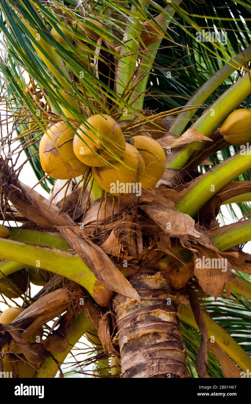 Thailand: Kokosnüsse, Hat Maenam, Ko Samui. Die Kokospalme, auch Cocos nucifera genannt, wird nicht nur wegen ihrer Schönheit, sondern auch als lukrative Ernte geschätzt. Es wird in der gesamten Südsee und im Indischen Ozean angebaut und bietet Essen, Getränke, Unterkünfte, Transport, Treibstoff, Medizin und sogar Kleidung für Millionen von Menschen. Die Kokospalme lebt etwa 60 Jahre und produziert jährlich rund 70-80 Nüsse. Die Bäume sind manchmal 40-50 Meter (130-160 Fuß) hoch. Stockfoto