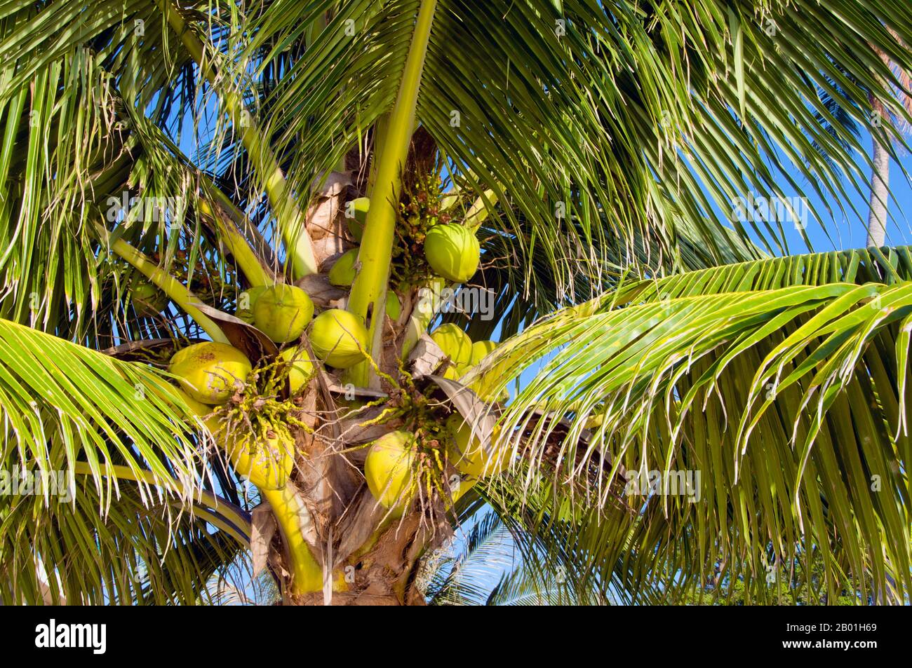 Thailand: Kokospalme, hat Sai Ri, Ko Tao. Die Kokospalme, auch Cocos nucifera genannt, wird nicht nur wegen ihrer Schönheit, sondern auch als lukrative Ernte geschätzt. Es wird in der gesamten Südsee und im Indischen Ozean angebaut und bietet Essen, Getränke, Unterkünfte, Transport, Treibstoff, Medizin und sogar Kleidung für Millionen von Menschen. Die Kokospalme lebt etwa 60 Jahre und produziert jährlich rund 70-80 Nüsse. Die Bäume sind manchmal 40-50 Meter (130-160 Fuß) hoch. Stockfoto
